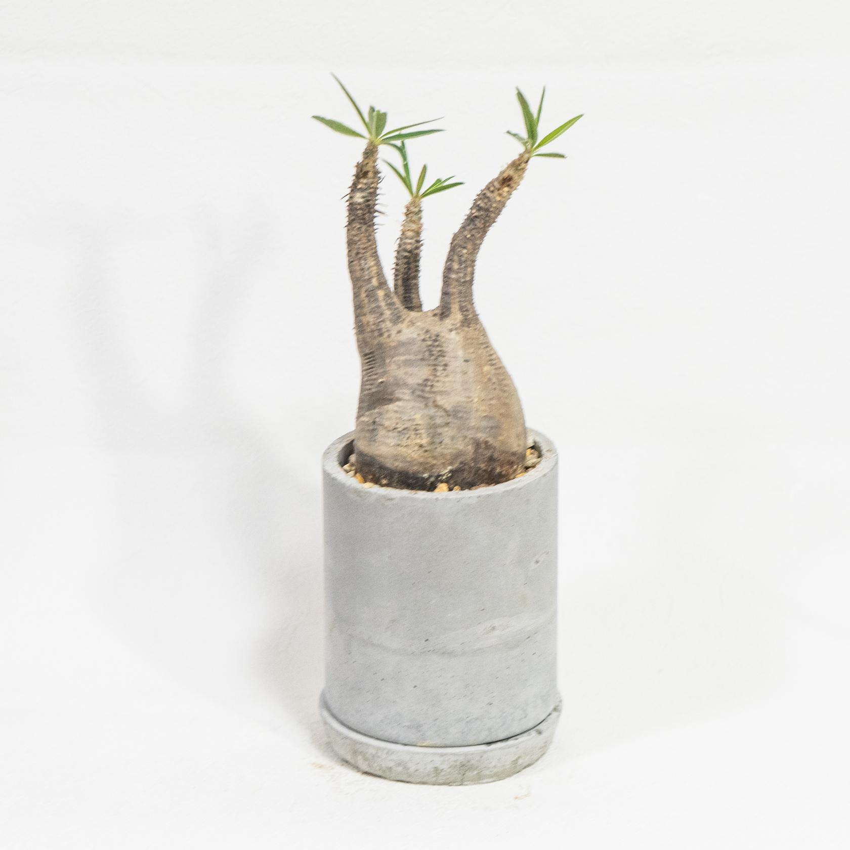 ≪ レア植物 ≫癒しのコーデックス・グラキリスの鉢植え（現地株／発根済）｜手作りのモルタル鉢｜送料全国一律850円 | 3枚目