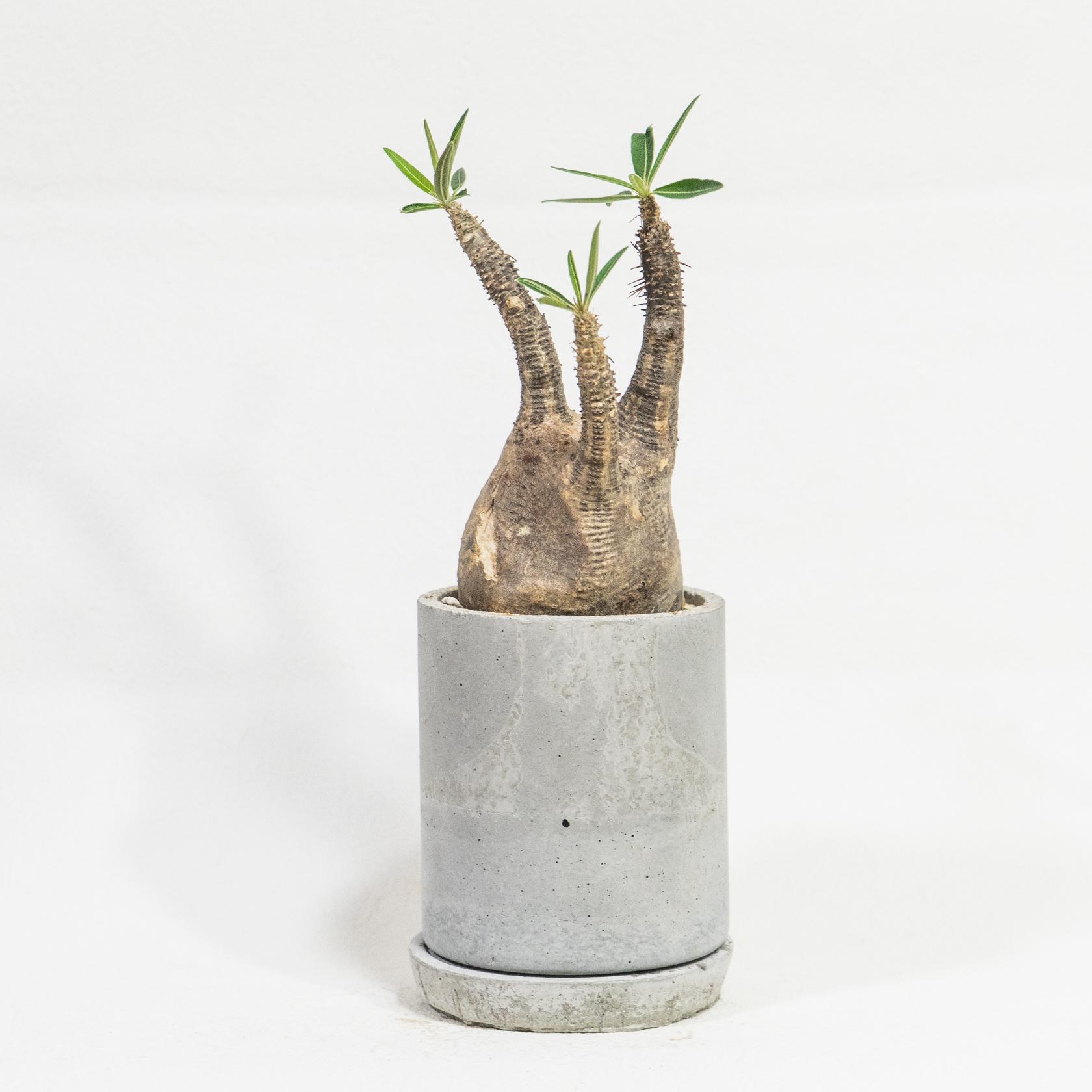 ≪ レア植物 ≫癒しのコーデックス・グラキリスの鉢植え（現地株／発根済）｜手作りのモルタル鉢｜送料全国一律850円 | 4枚目