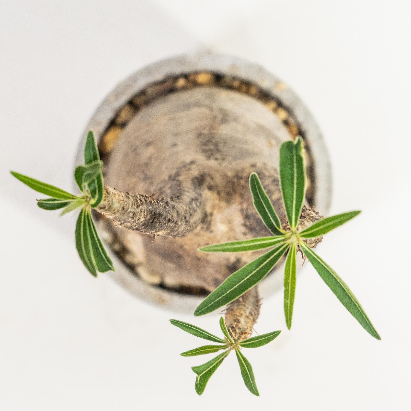 ≪ レア植物 ≫癒しのコーデックス・グラキリスの鉢植え（現地株／発根済）｜手作りのモルタル鉢｜送料全国一律850円 | 5枚目