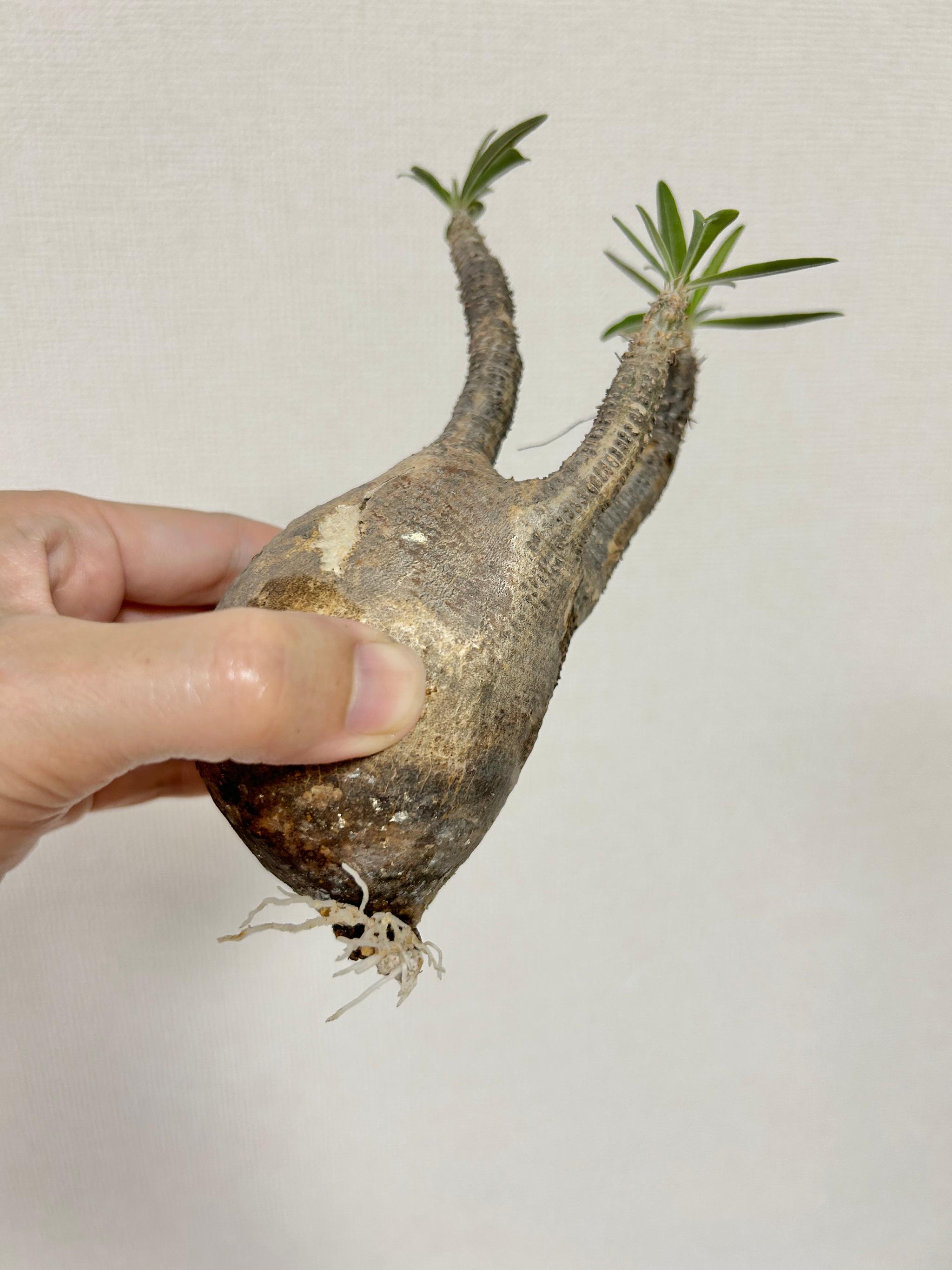 ≪ レア植物 ≫癒しのコーデックス・グラキリスの鉢植え（現地株／発根済）｜手作りのモルタル鉢｜送料全国一律850円 | 6枚目