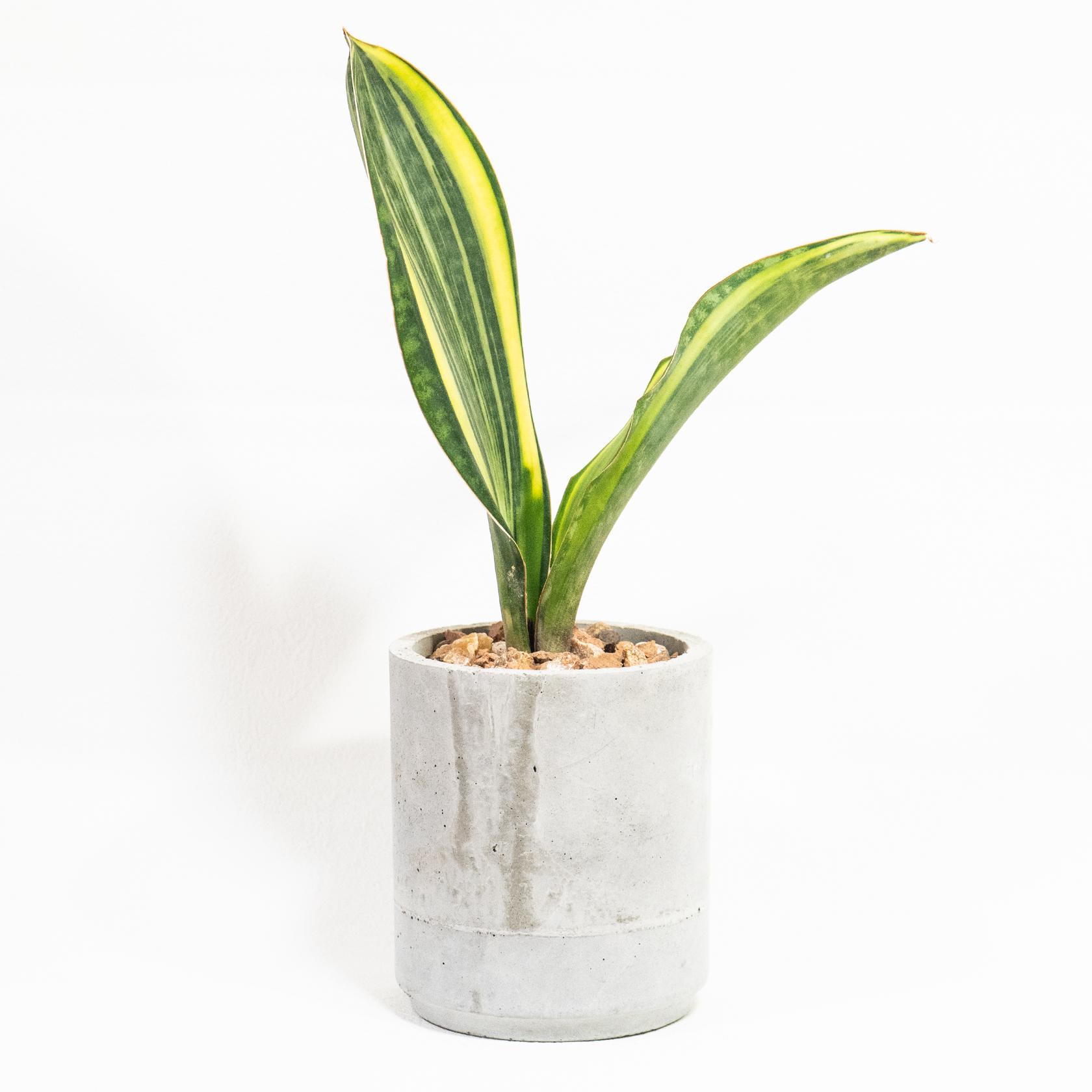 ≪ 多肉植物 ≫存在感ある斑入り葉が魅力的なサンセベリア・マッソニアナの鉢植え｜手作りのモルタル鉢｜送料全国一律850円1枚目の画像