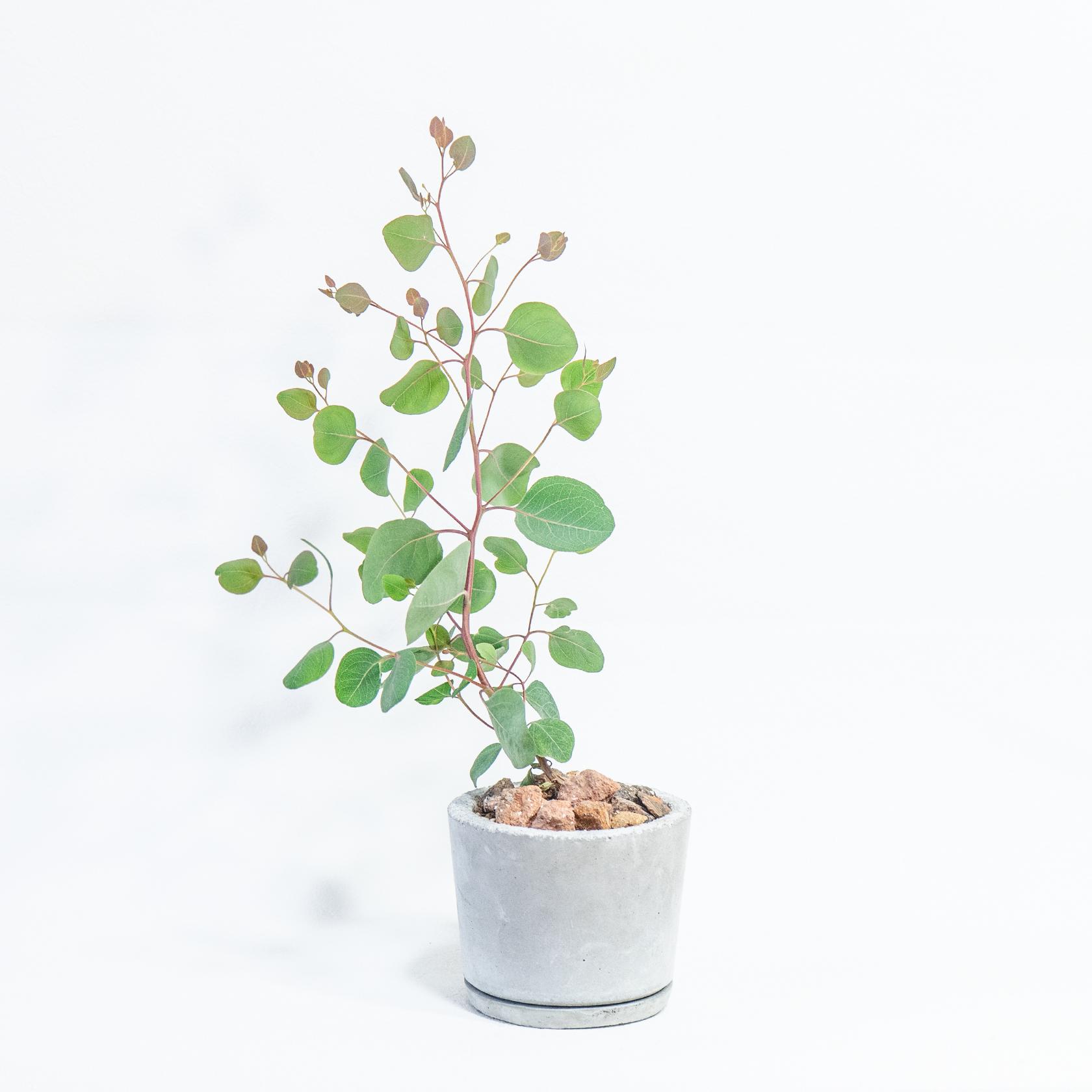 ≪ 観葉植物 ≫お部屋にやさしい緑を添える、ユーカリ・ポリアンセモスの鉢植え｜手づくりモルタル鉢｜送料全国一律850円 | 3枚目