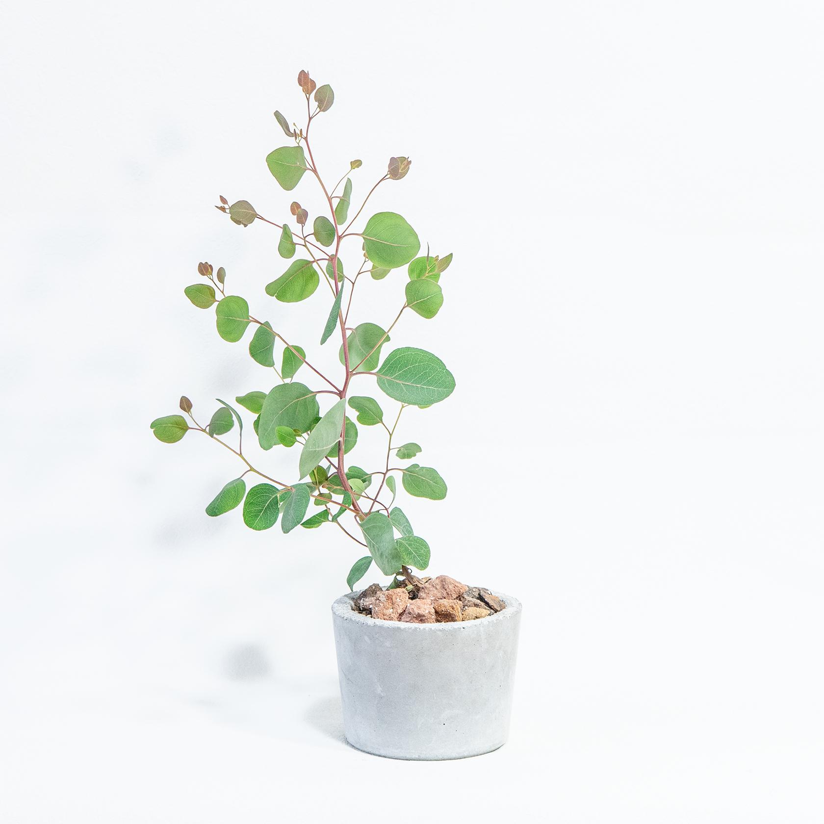 ≪ 観葉植物 ≫お部屋にやさしい緑を添える、ユーカリ・ポリアンセモスの鉢植え｜手づくりモルタル鉢｜送料全国一律850円 | 4枚目