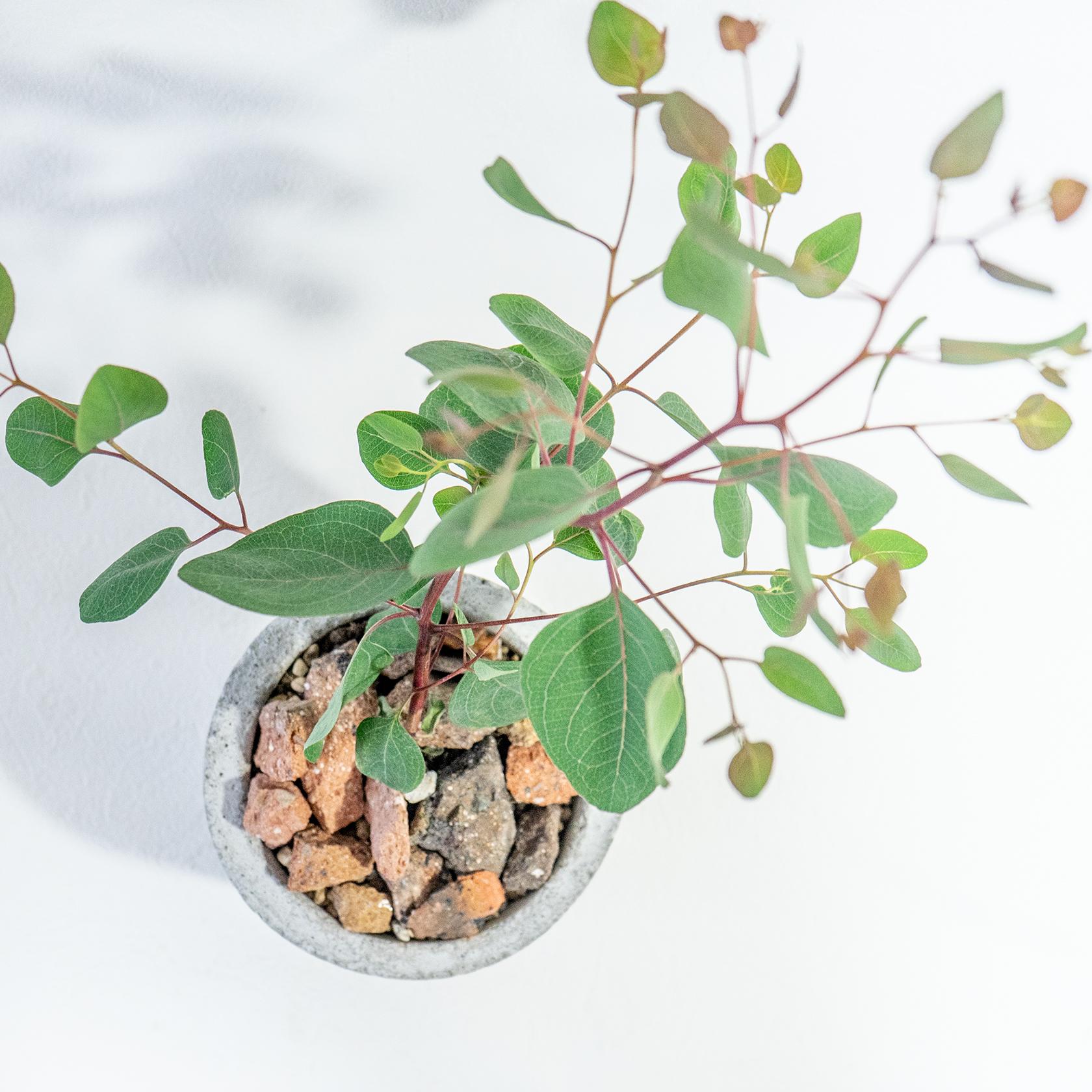 ≪ 観葉植物 ≫お部屋にやさしい緑を添える、ユーカリ・ポリアンセモスの鉢植え｜手づくりモルタル鉢｜送料全国一律850円 | 5枚目