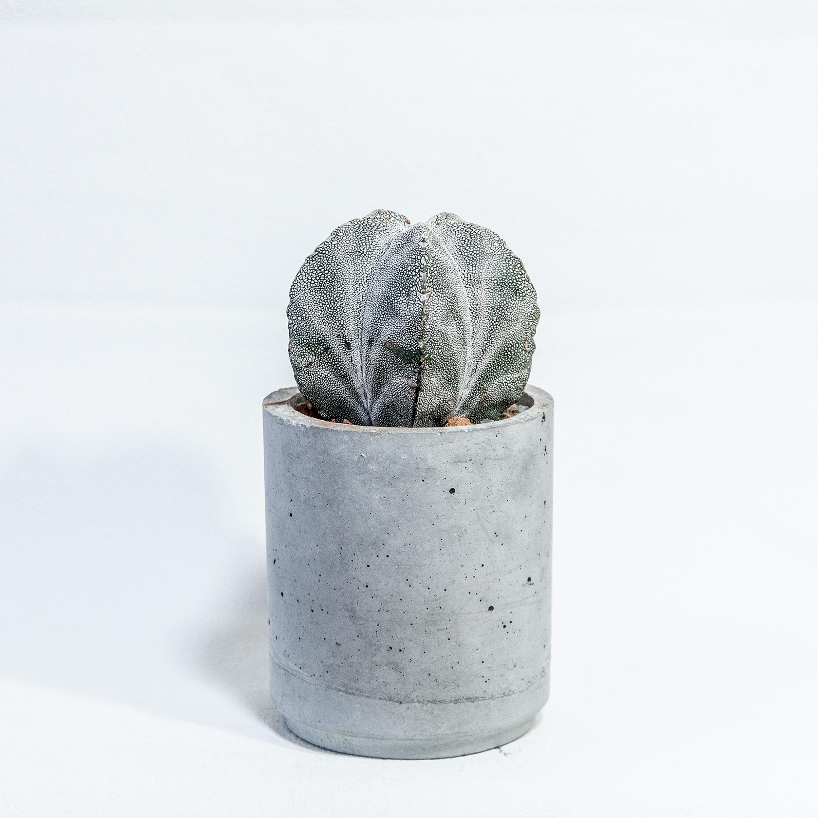 ≪ レア植物 ≫星のような模様と質感｜恩塚ランポー玉の鉢植え｜ミニマルな手作りモルタル鉢｜送料全国一律850円 | 4枚目