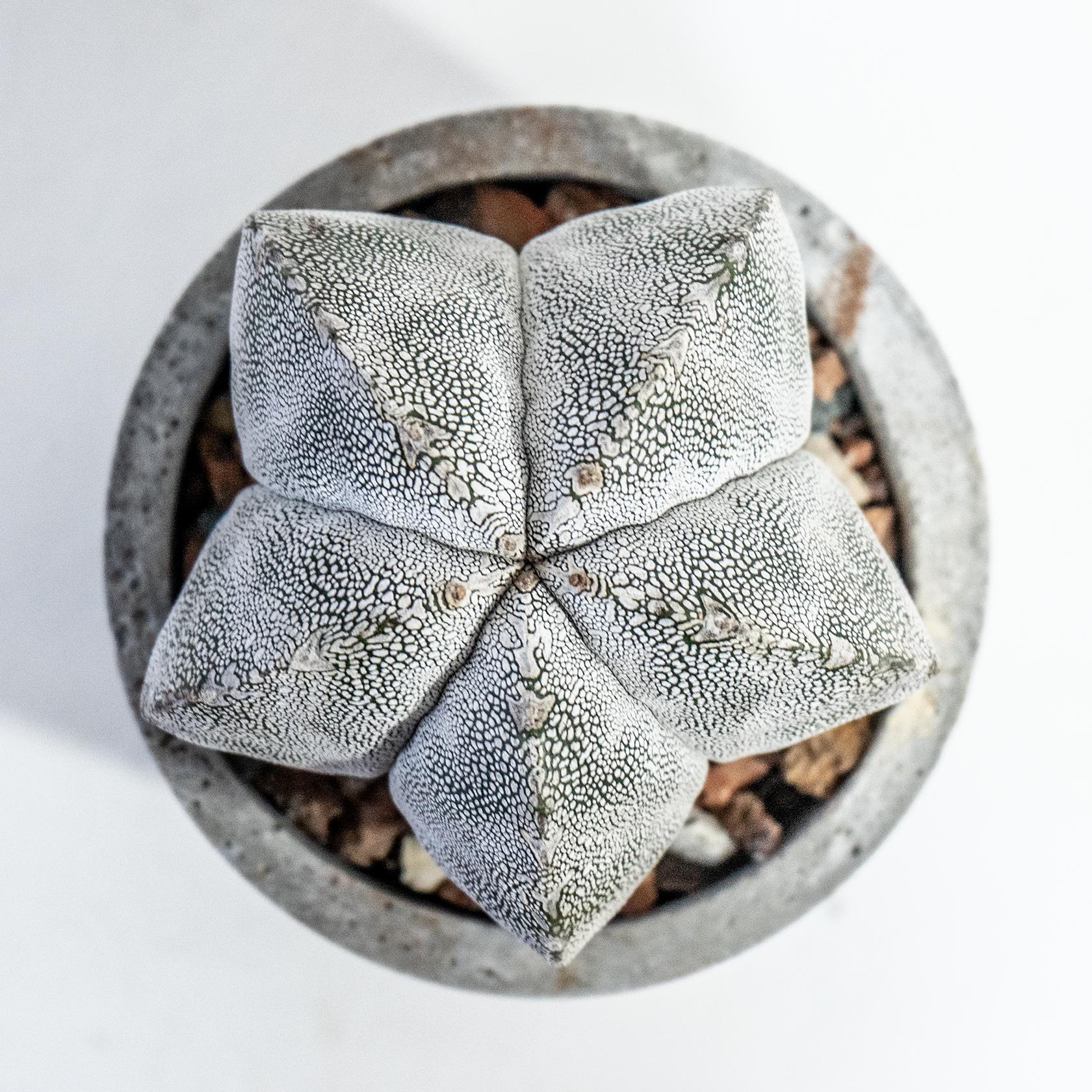 ≪ レア植物 ≫星のような模様と質感｜恩塚ランポー玉の鉢植え｜ミニマルな手作りモルタル鉢｜送料全国一律850円 | 5枚目