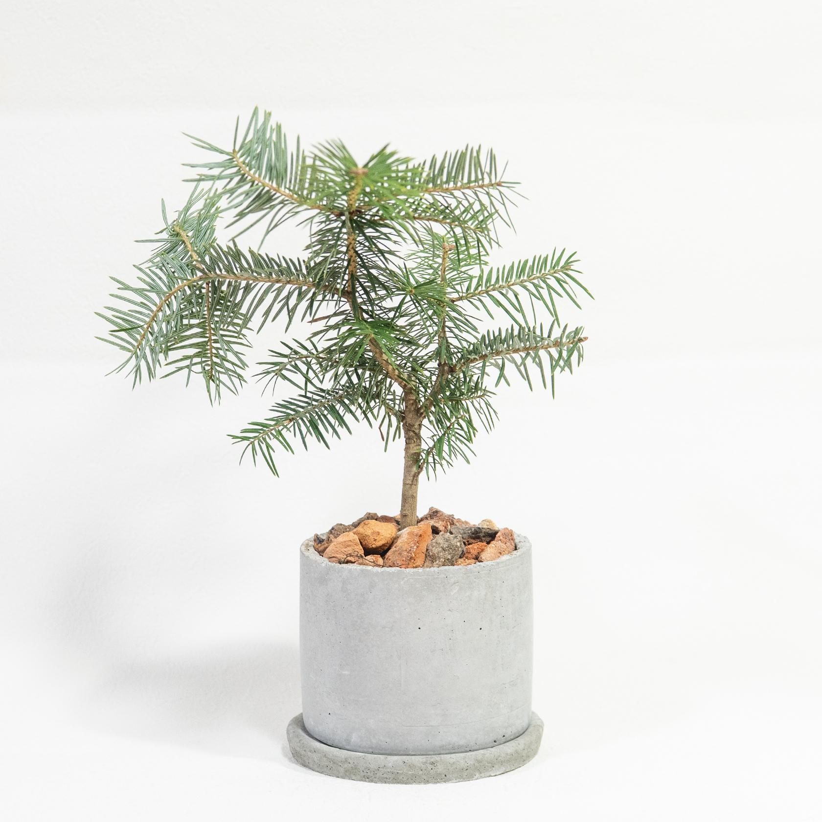 ≪ 観葉植物 ≫クリスマスを待ちわびるモミの木の鉢植え｜マットな風合いの手づくりモルタル鉢｜全国一律850円1枚目の画像