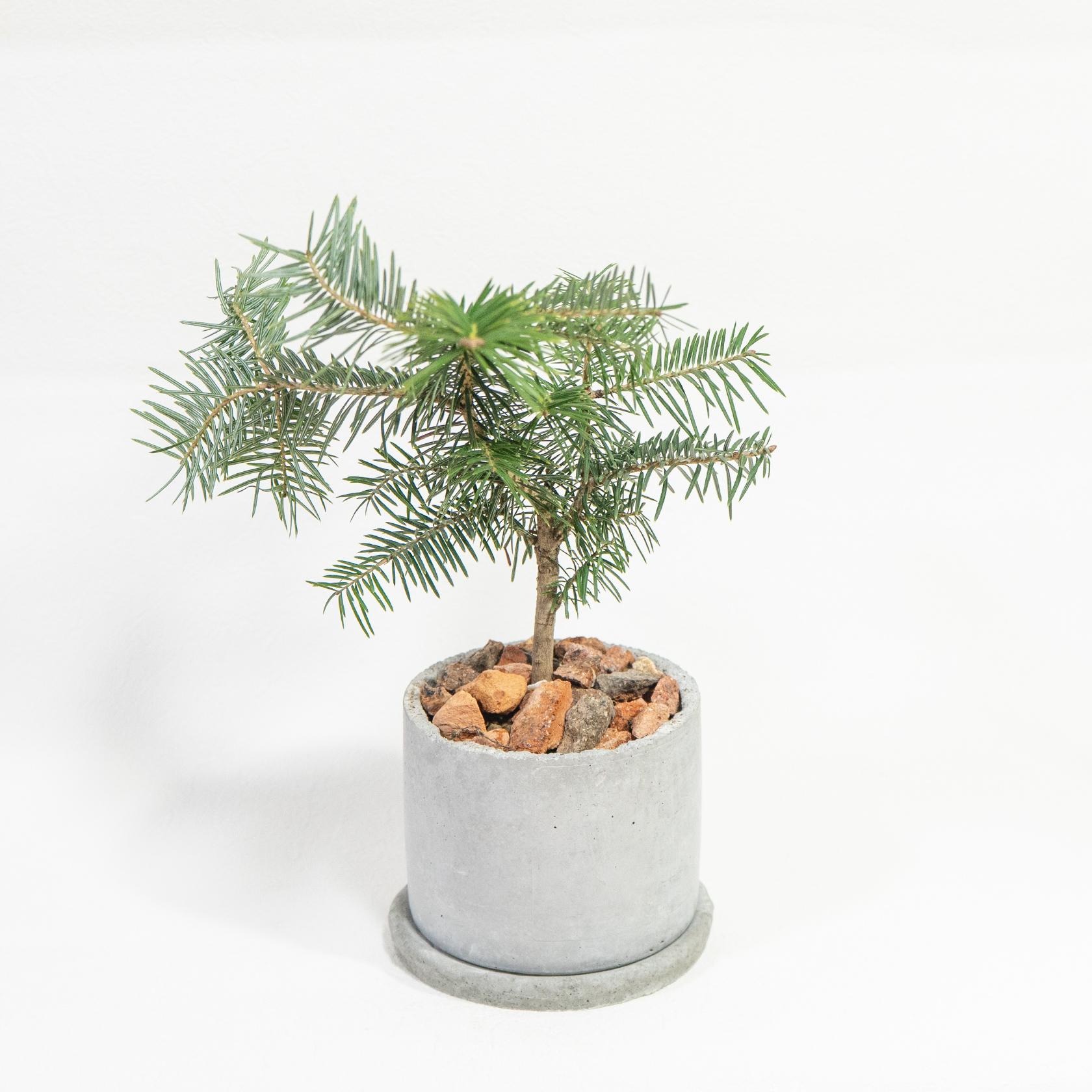 ≪ 観葉植物 ≫クリスマスを待ちわびるモミの木の鉢植え｜マットな風合いの手づくりモルタル鉢｜全国一律850円 | 2枚目