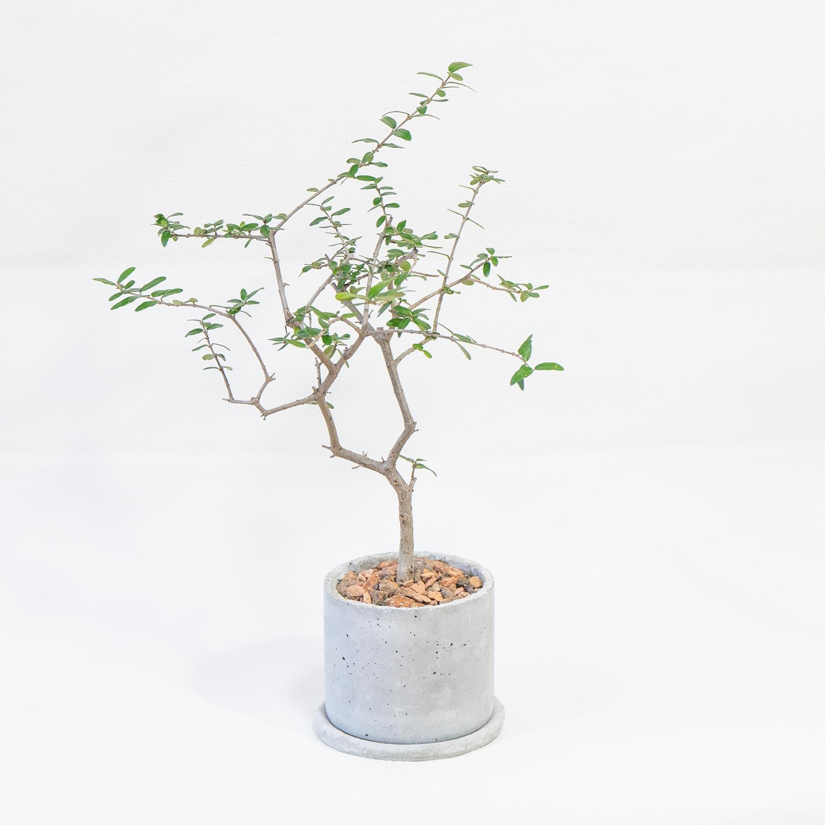 ≪ 観葉植物 ≫繊細な枝ぶりが美しい、モダン鉢仕立てのオリーブ・アフリカーナ｜手づくりモルタル鉢｜全国一律850円