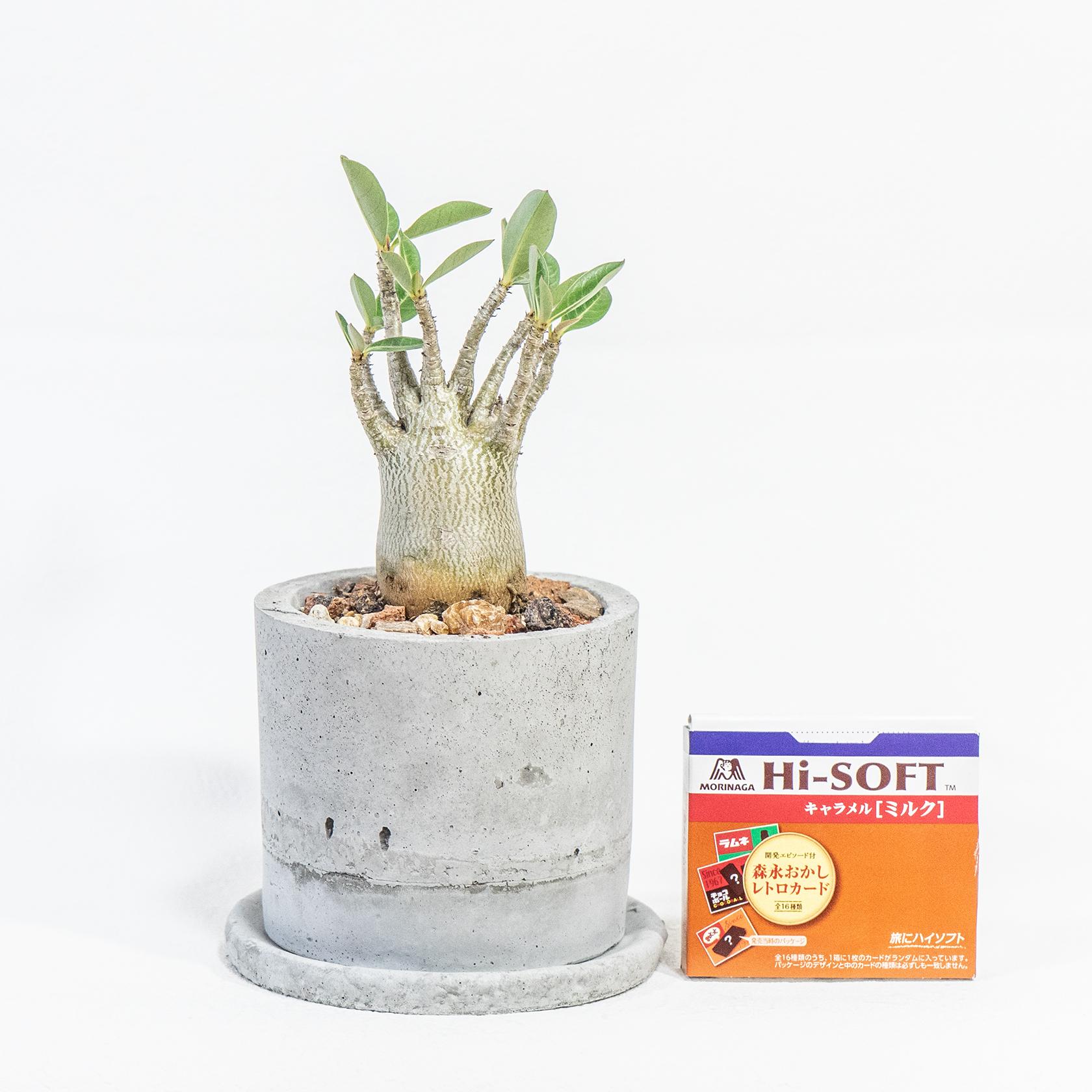 ≪ 多肉植物 ≫小ぶりでバランスのよいアデニウム・アラビカムの鉢植え｜手作りのモルタル鉢｜送料全国一律850円 | 2枚目