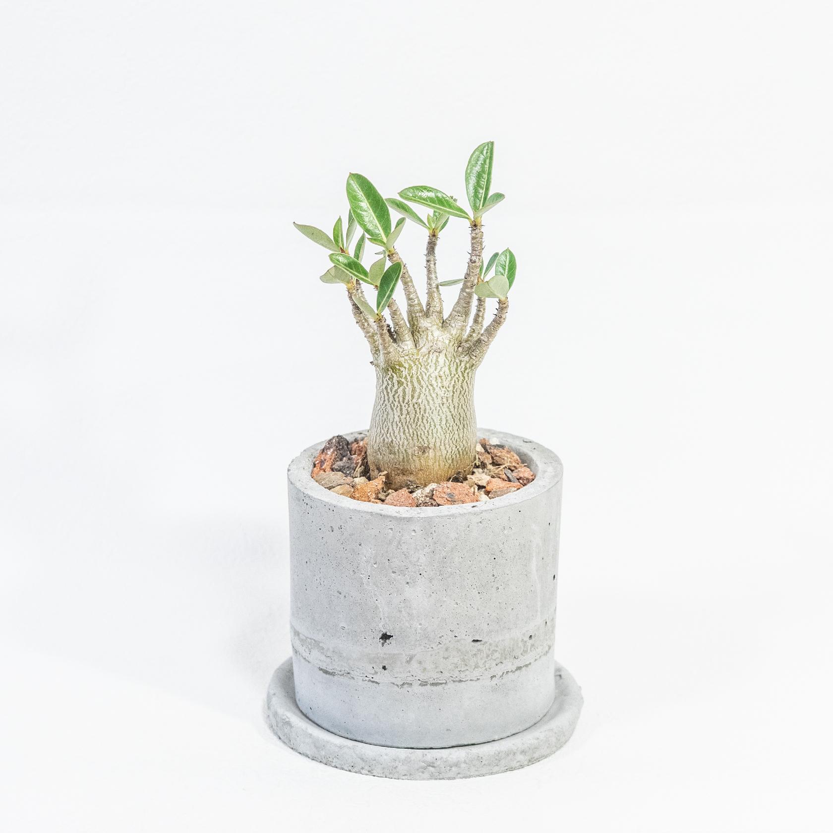≪ 多肉植物 ≫小ぶりでバランスのよいアデニウム・アラビカムの鉢植え｜手作りのモルタル鉢｜送料全国一律850円 | 3枚目