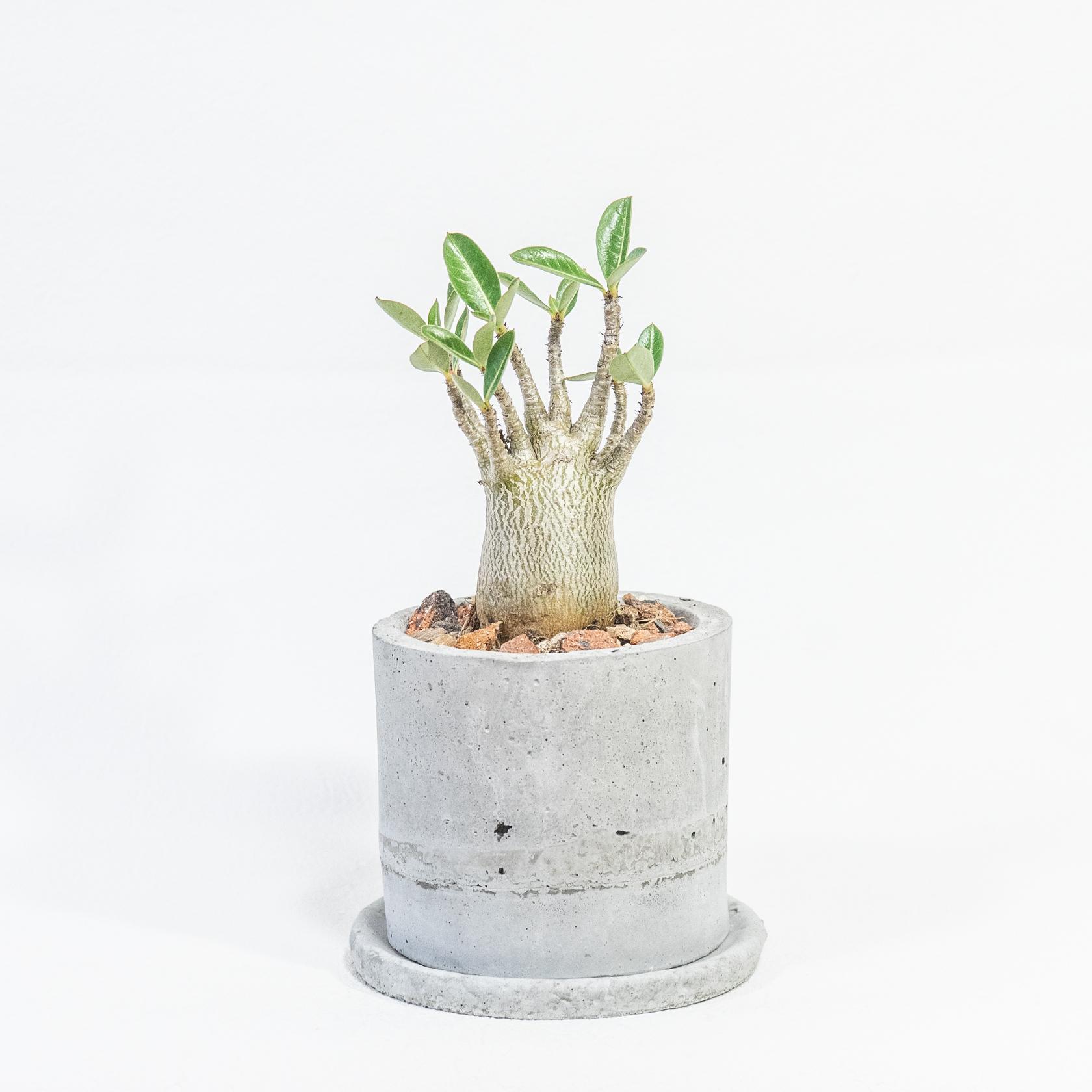 ≪ 多肉植物 ≫小ぶりでバランスのよいアデニウム・アラビカムの鉢植え｜手作りのモルタル鉢｜送料全国一律850円 | 4枚目