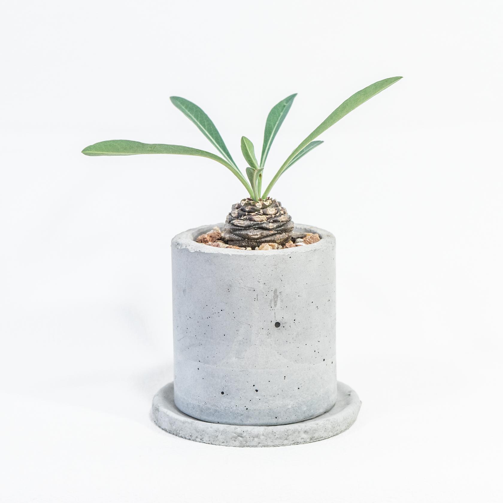 ≪ 多肉植物 ≫ゴツゴツと硬質な球体が魅力の鉄甲丸の鉢植え｜ミニマルな手作りモルタル鉢｜送料全国一律850円1枚目の画像