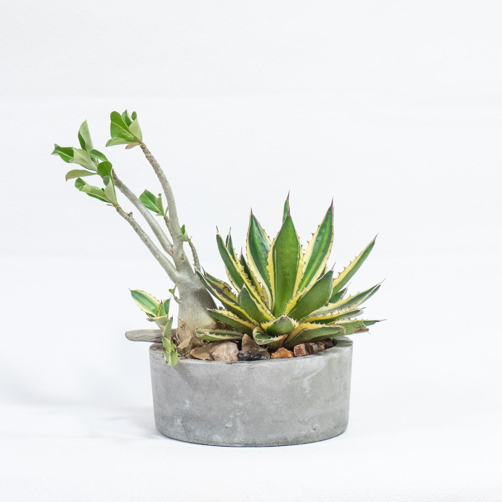 ≪ 多肉植物 ≫Φ18×H28㎝｜個性派グリーンの寄せ植え｜アガベ×アデニウム×ガステリア｜送料全国一律850円 | 3枚目