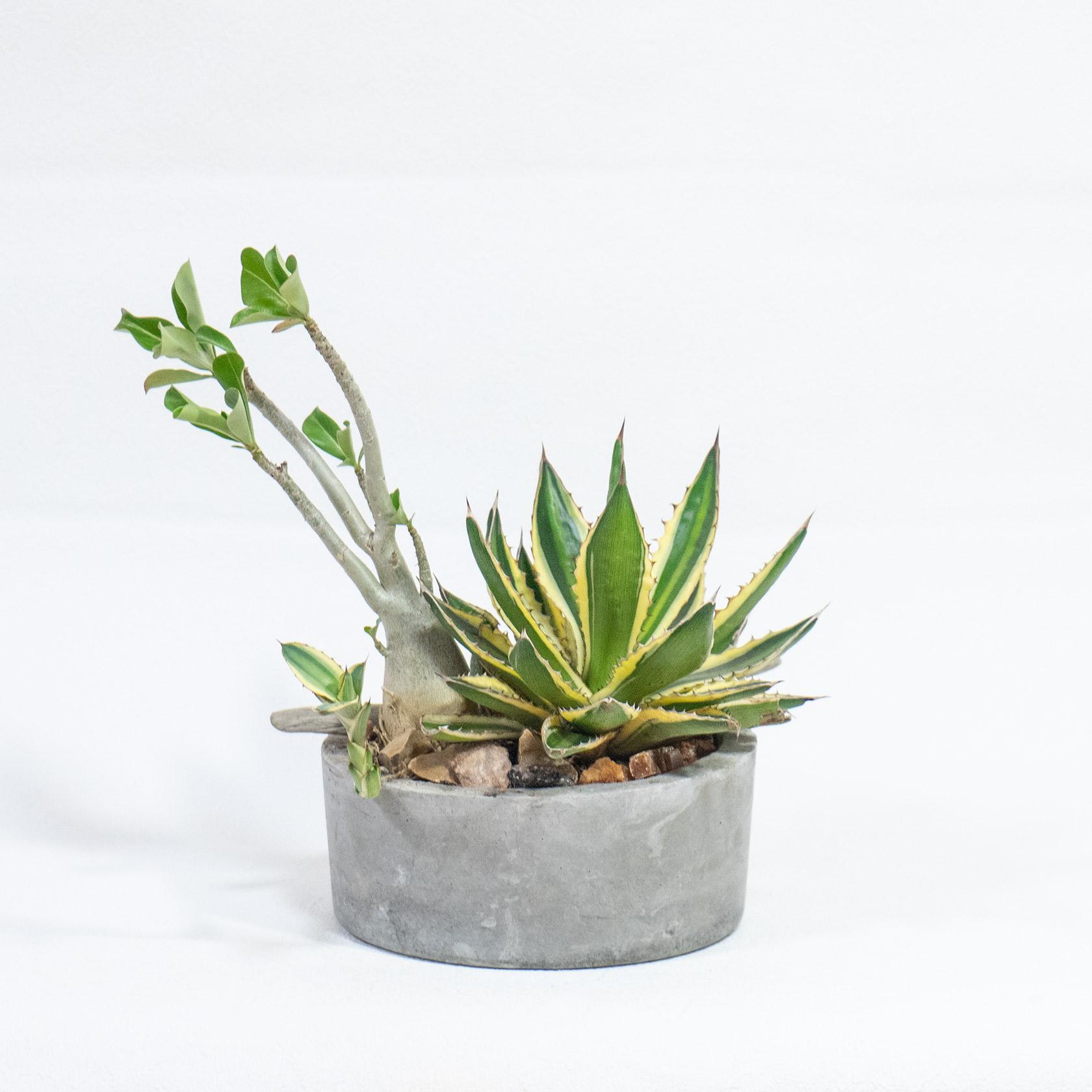 ≪ 多肉植物 ≫Φ18×H28㎝｜個性派グリーンの寄せ植え｜アガベ×アデニウム×ガステリア｜送料全国一律850円 | 4枚目