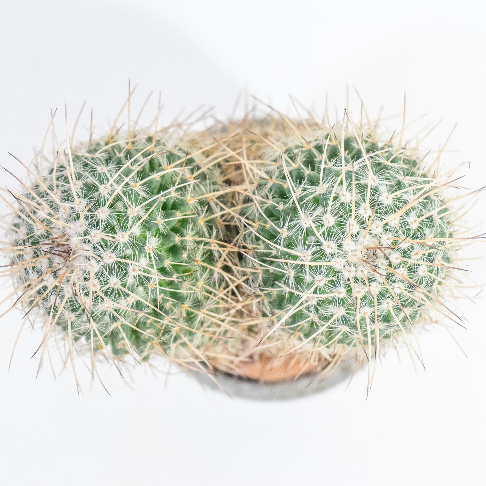 ≪ 多肉植物 ≫インテリアに映える、ふたこぶの白王丸の鉢植え｜無機質な手作りモルタル鉢｜送料全国一律850円 | 4枚目