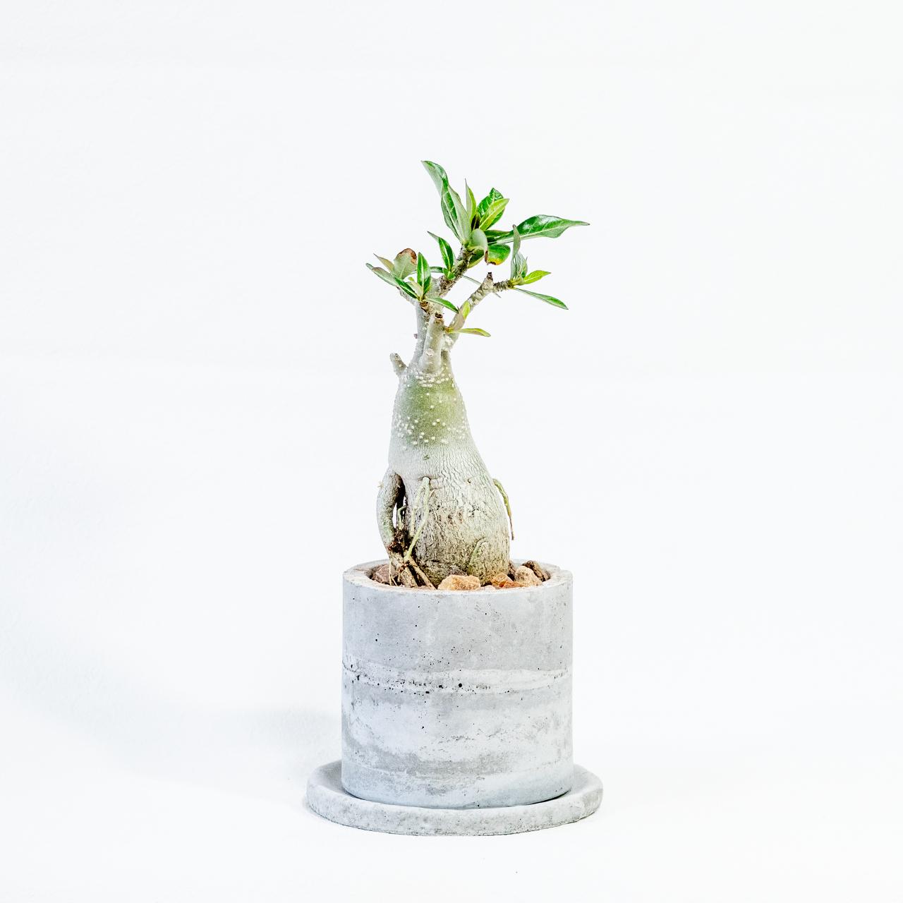 ≪ 多肉植物 ≫育てる彫刻｜アデニウム・オベスムの鉢植え｜無機質な手作りのモルタル鉢｜送料全国一律850円