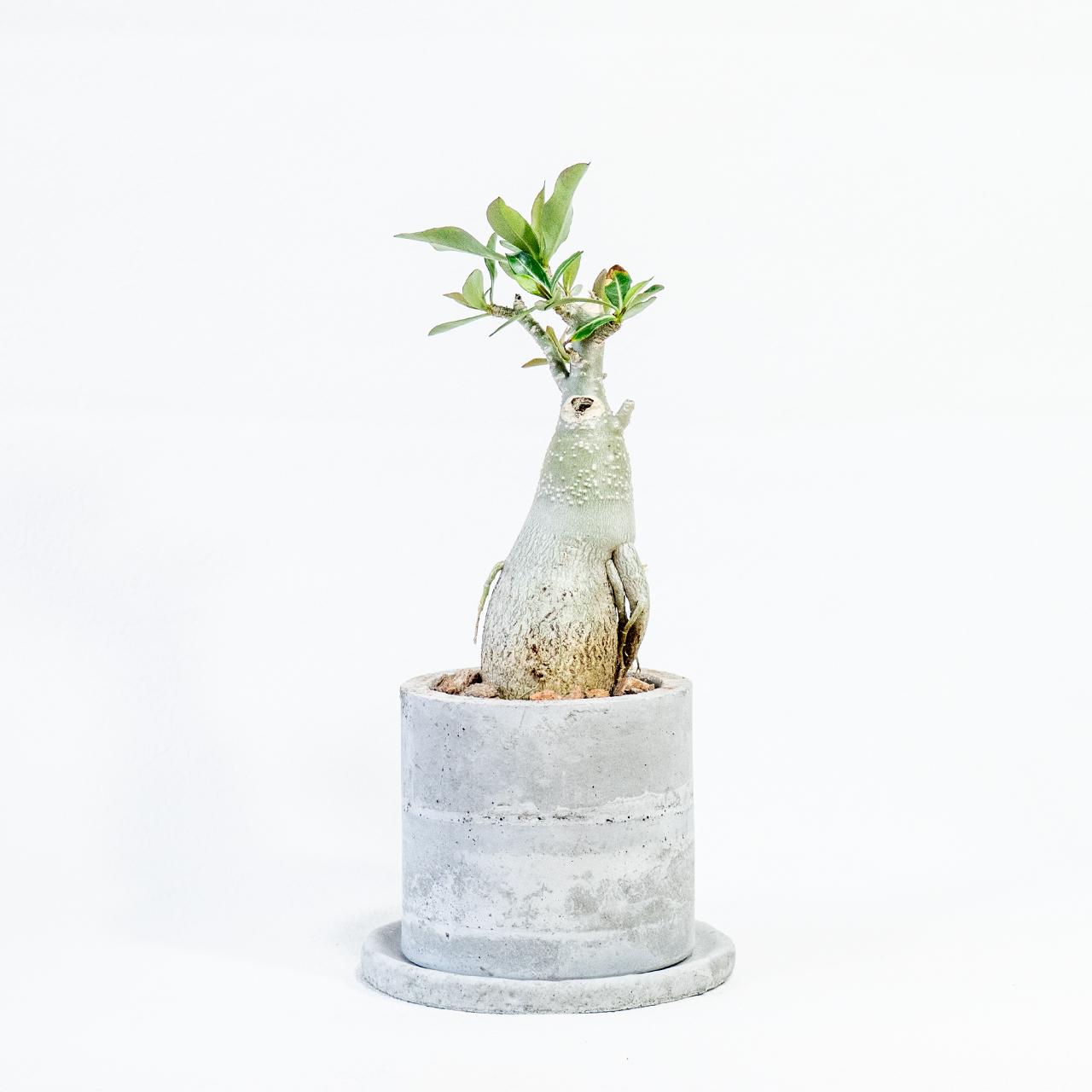 ≪ 多肉植物 ≫育てる彫刻｜アデニウム・オベスムの鉢植え｜無機質な手作りのモルタル鉢｜送料全国一律850円 | 4枚目