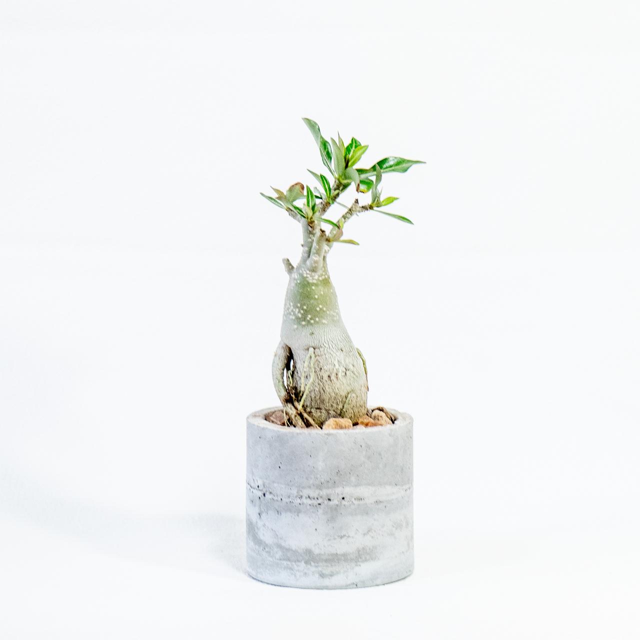 ≪ 多肉植物 ≫育てる彫刻｜アデニウム・オベスムの鉢植え｜無機質な手作りのモルタル鉢｜送料全国一律850円 | 5枚目