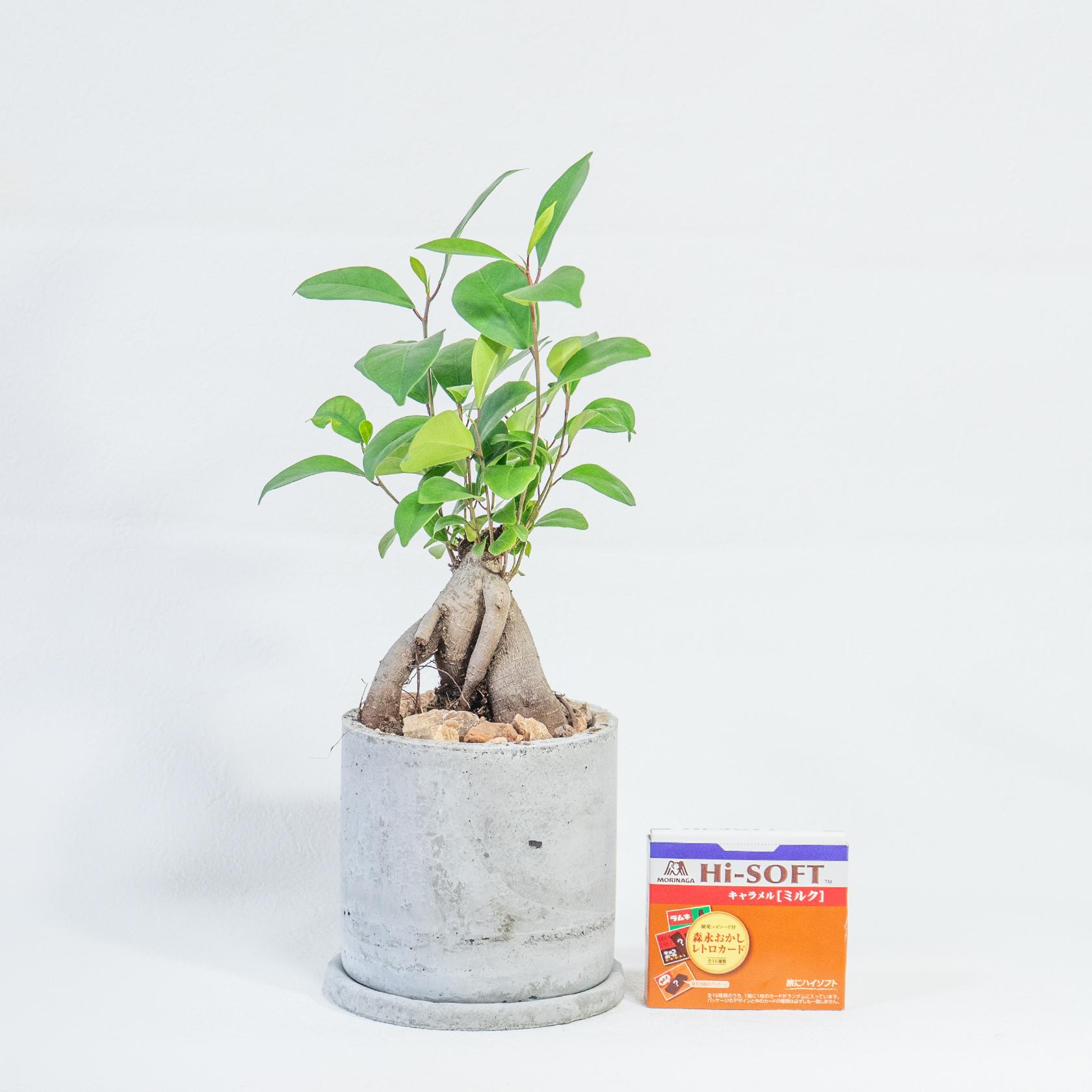 ≪観葉植物≫ユニークな根っこが愛らしい、ぽってりフォルムのガジュマルの鉢植え｜手づくりモルタル鉢｜送料全国一律850円 | 2枚目