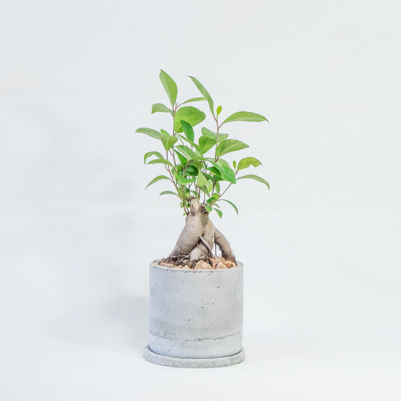 ≪観葉植物≫ユニークな根っこが愛らしい、ぽってりフォルムのガジュマルの鉢植え｜手づくりモルタル鉢｜送料全国一律850円 | 4枚目