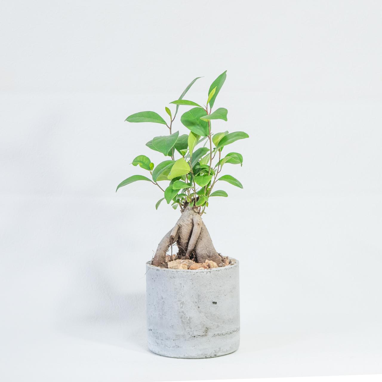 ≪観葉植物≫ユニークな根っこが愛らしい、ぽってりフォルムのガジュマルの鉢植え｜手づくりモルタル鉢｜送料全国一律850円 | 5枚目