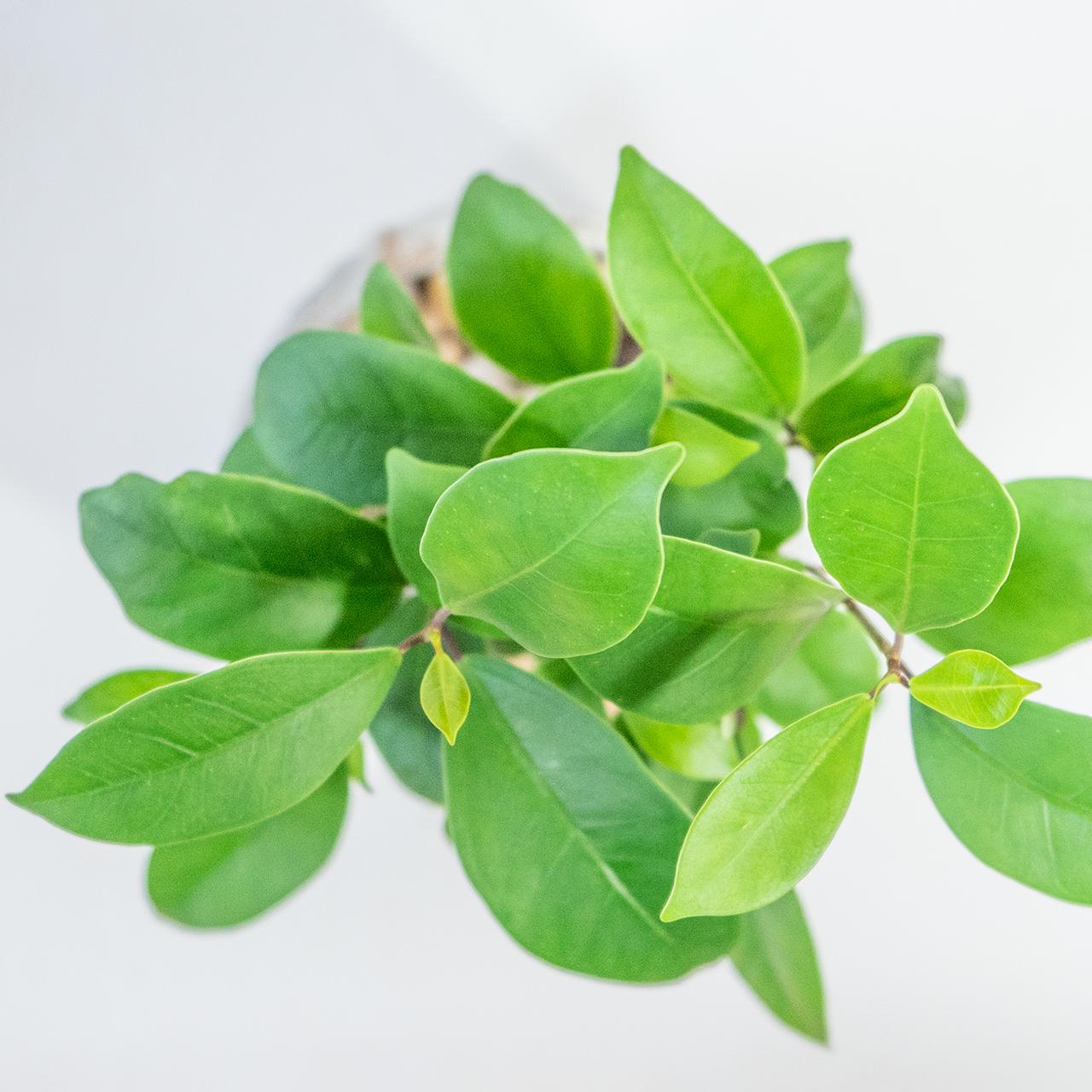 ≪観葉植物≫ユニークな根っこが愛らしい、ぽってりフォルムのガジュマルの鉢植え｜手づくりモルタル鉢｜送料全国一律850円 | 6枚目