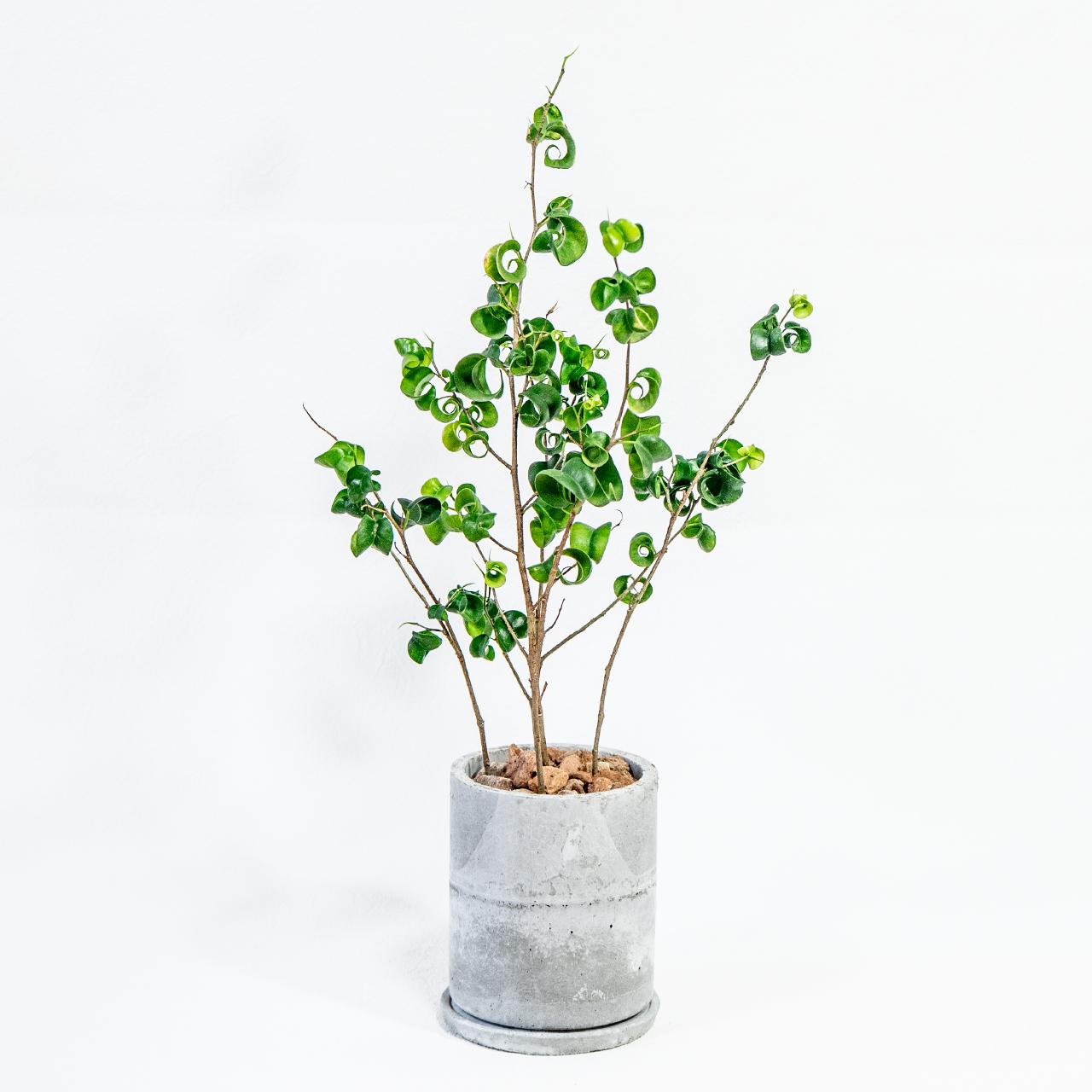 ≪ 観葉植物 ≫くるくる葉が個性的｜モルタル鉢のベンジャミン・バロックの鉢植え｜自作モルタル鉢｜送料全国一律850円1枚目の画像