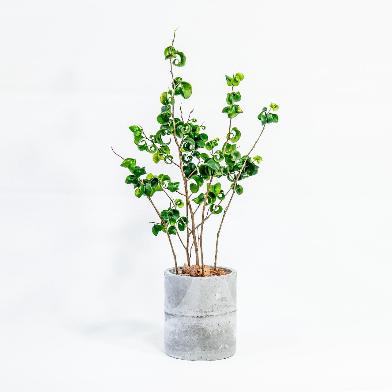 ≪ 観葉植物 ≫くるくる葉が個性的｜モルタル鉢のベンジャミン・バロックの鉢植え｜自作モルタル鉢｜送料全国一律850円 | 5枚目