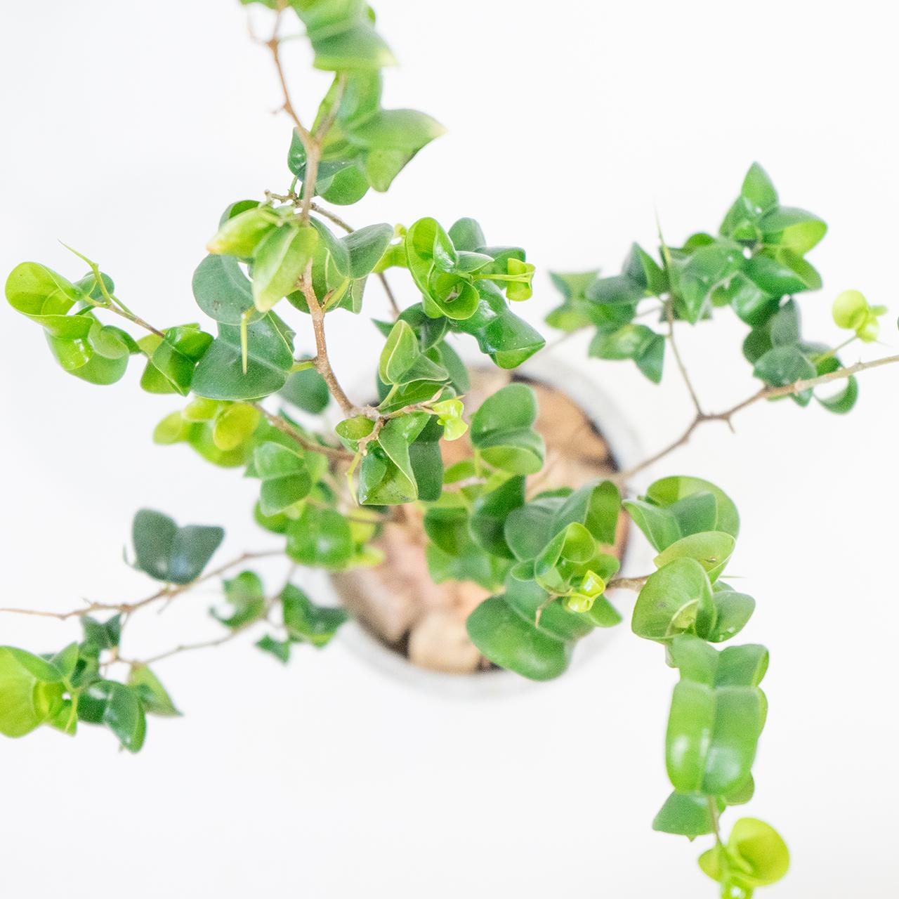 ≪ 観葉植物 ≫くるくる葉が個性的｜モルタル鉢のベンジャミン・バロックの鉢植え｜自作モルタル鉢｜送料全国一律850円 | 6枚目