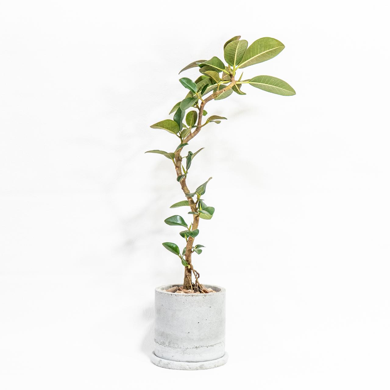 ≪ 観葉植物 ≫おしゃれな枝ぶり｜曲げ仕立てのフランスゴムの木の鉢植え｜自作モルタル鉢｜送料全国一律850円1枚目の画像