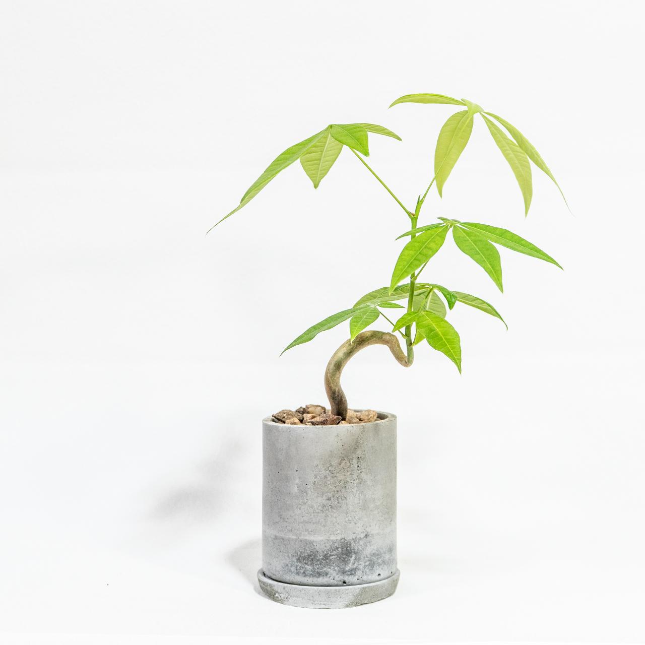 ≪ 観葉植物 ≫モダン空間に似合う｜曲がった幹が個性的なパキラの鉢植え｜自作モルタル鉢｜送料全国一律850円1枚目の画像