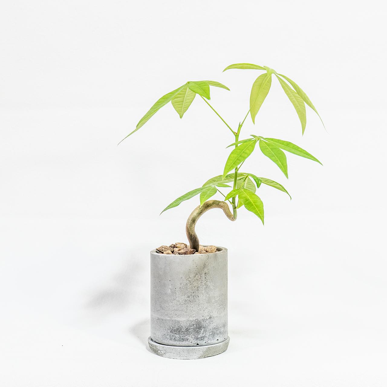 ≪ 観葉植物 ≫モダン空間に似合う｜曲がった幹が個性的なパキラの鉢植え｜自作モルタル鉢｜送料全国一律850円 | 3枚目