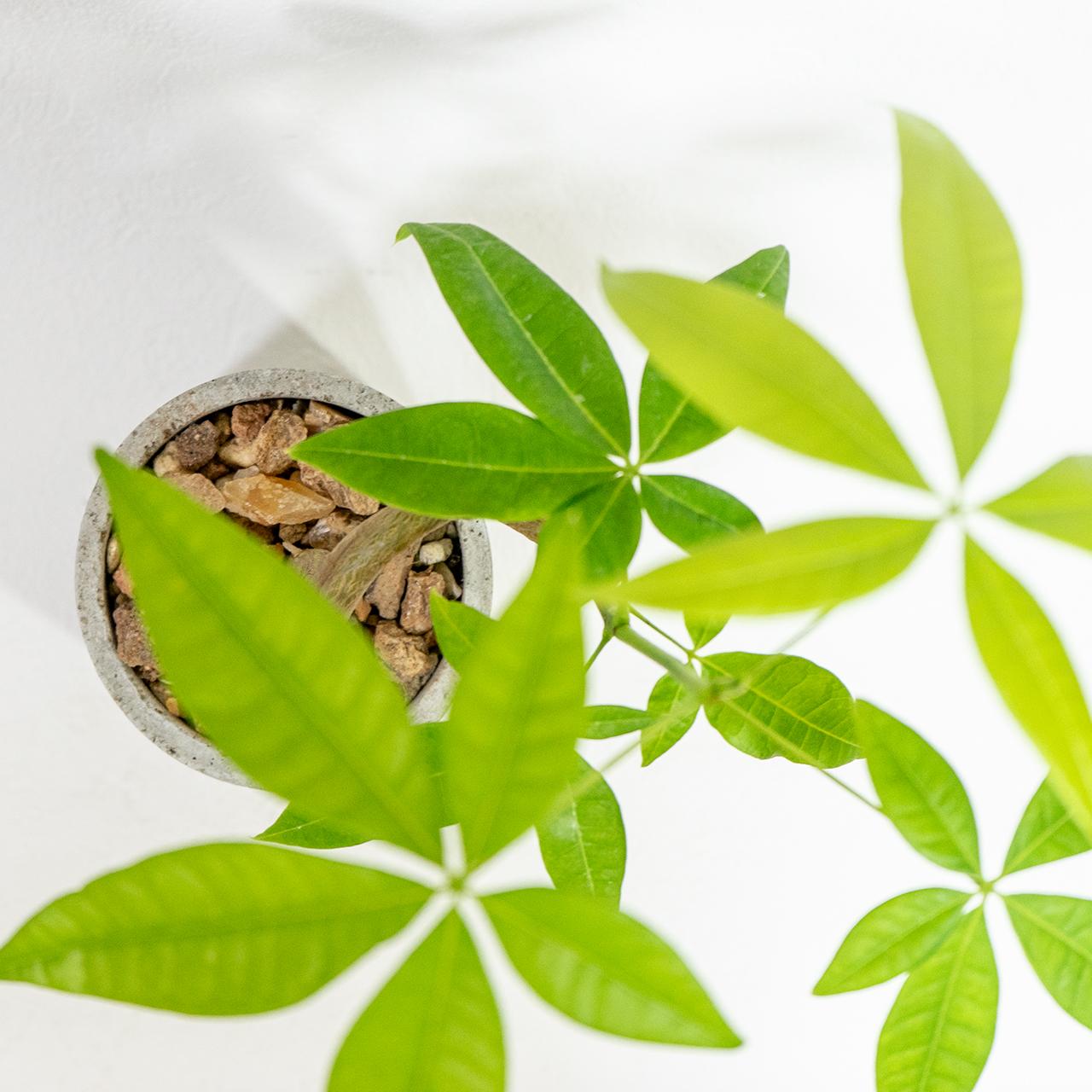 ≪ 観葉植物 ≫モダン空間に似合う｜曲がった幹が個性的なパキラの鉢植え｜自作モルタル鉢｜送料全国一律850円 | 6枚目