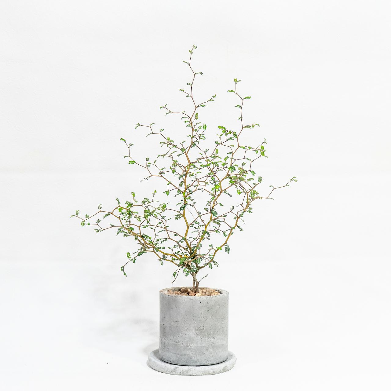 ≪ 観葉植物 ≫繊細でユニークな樹形が魅力｜ソフォラ・リトルベイビーの鉢植え｜自作のモルタル鉢｜送料全国一律850円1枚目の画像