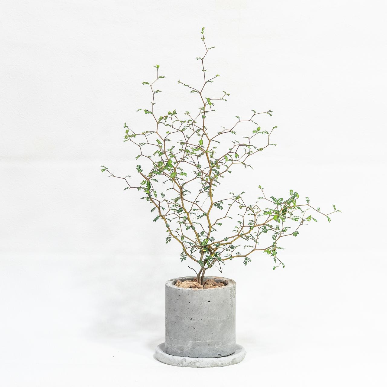 ≪ 観葉植物 ≫繊細でユニークな樹形が魅力｜ソフォラ・リトルベイビーの鉢植え｜自作のモルタル鉢｜送料全国一律850円 | 4枚目