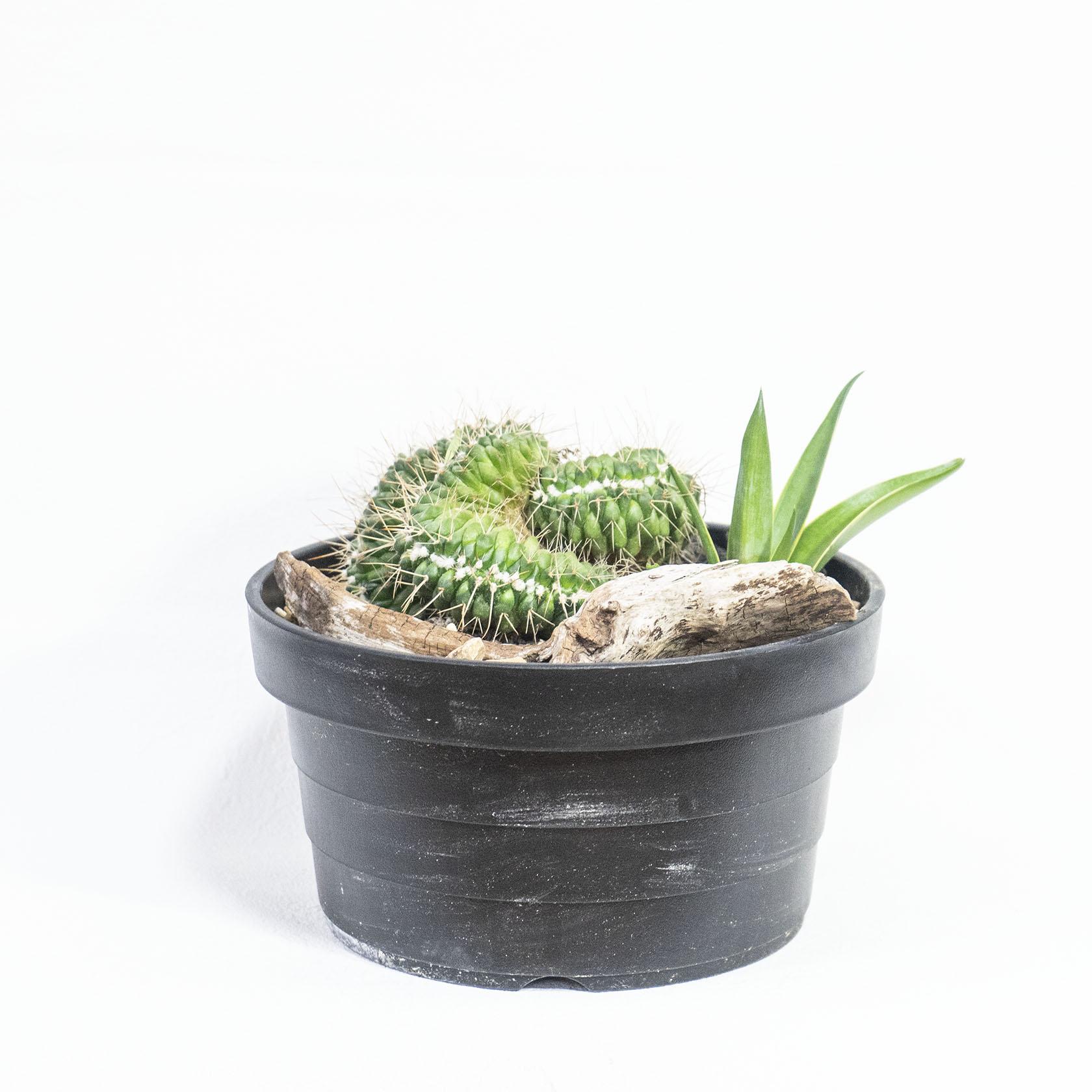 ≪多肉植物≫Φ19.5×H22㎝｜一点物インテリア｜シャープな棘が美しい白竜丸とアガベの寄せ植え｜送料全国一律850円 | 2枚目