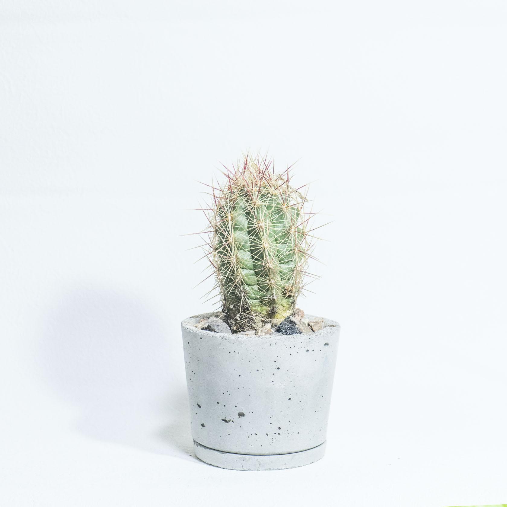≪ レア植物 ≫ワイルドに佇む存在感｜大統領サボテンの一点もの｜無機質な手作りモルタル鉢タル鉢｜送料全国一律850円1枚目の画像