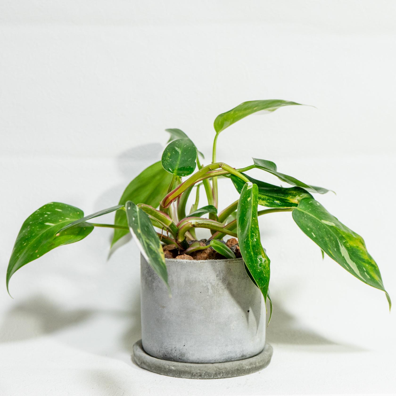 ≪ 観葉植物 ≫白の彩りが上品なアクセントに｜フィロデンドロンの鉢植え｜無機質な手づくりモルタル鉢｜送料全国一律850円 | 3枚目