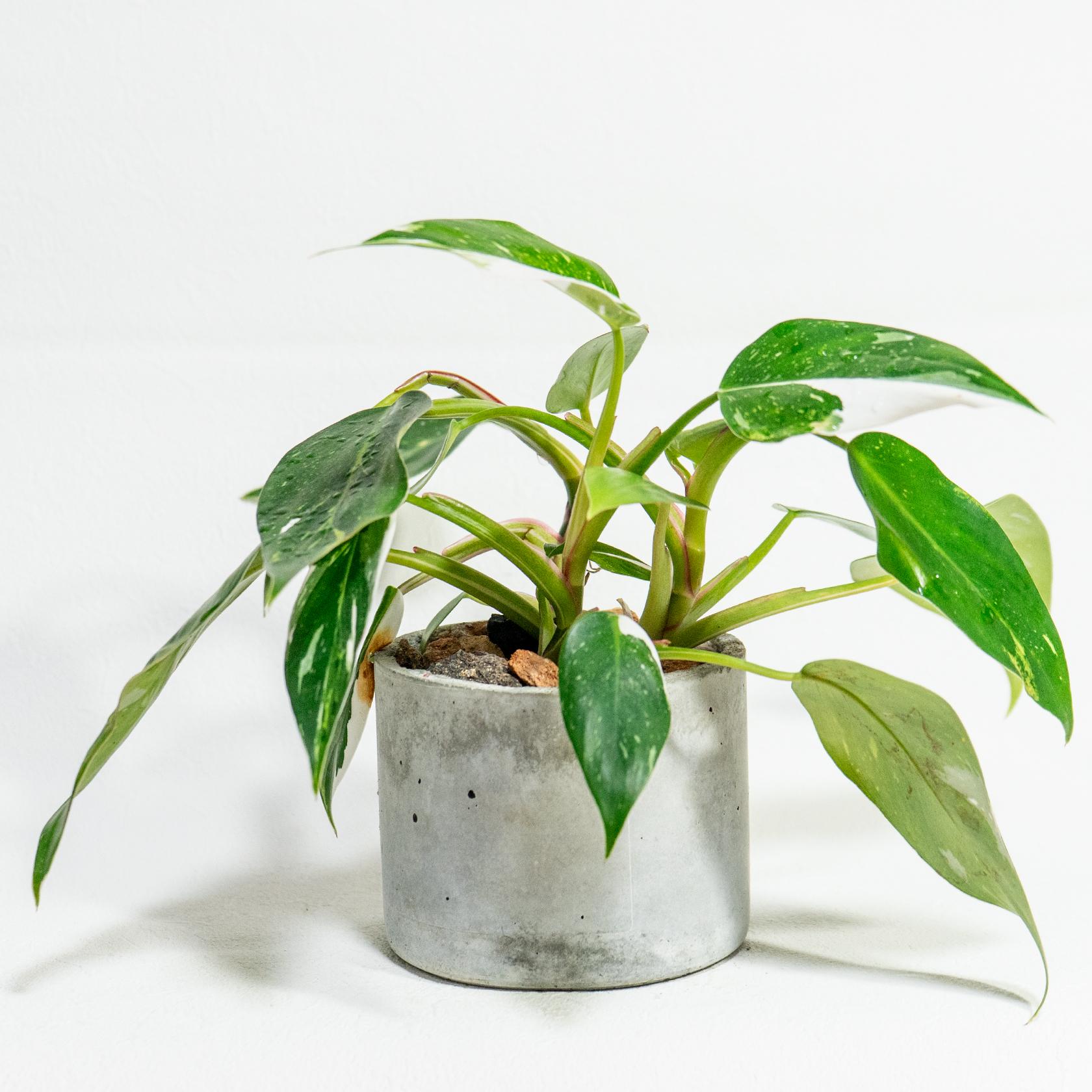≪ 観葉植物 ≫白の彩りが上品なアクセントに｜フィロデンドロンの鉢植え｜無機質な手づくりモルタル鉢｜送料全国一律850円 | 4枚目