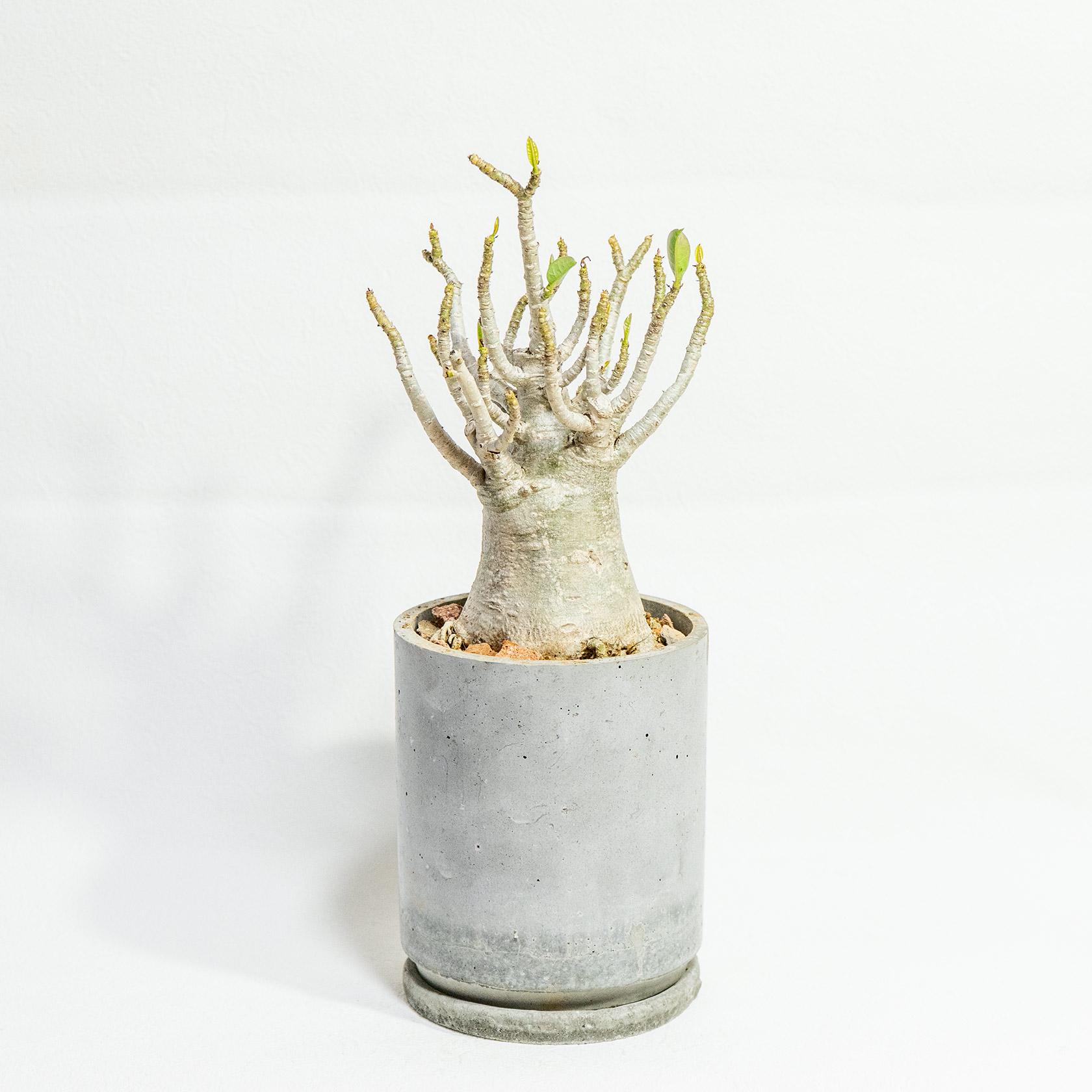 ≪ 多肉植物 ≫躍動感あるフォルムが魅力｜タコ足アデニウムの鉢植え｜無機質な手作りモルタル鉢｜送料全国一律850円
