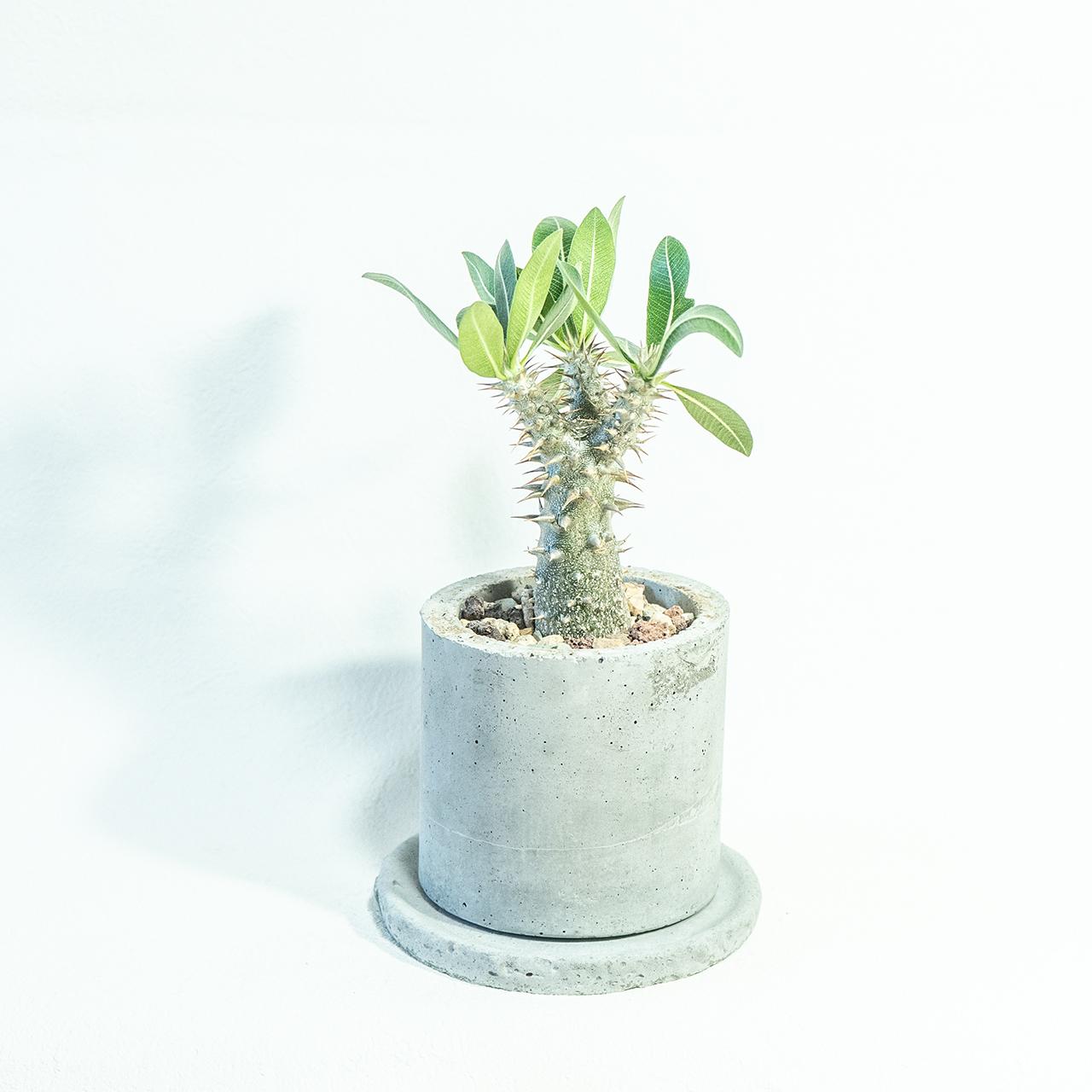 ≪ 多肉植物 ≫初心者にもおすすめ、育てやすいデンシフローラムの鉢植え｜無機質な手作りモルタル鉢｜送料全国一律850円1枚目の画像
