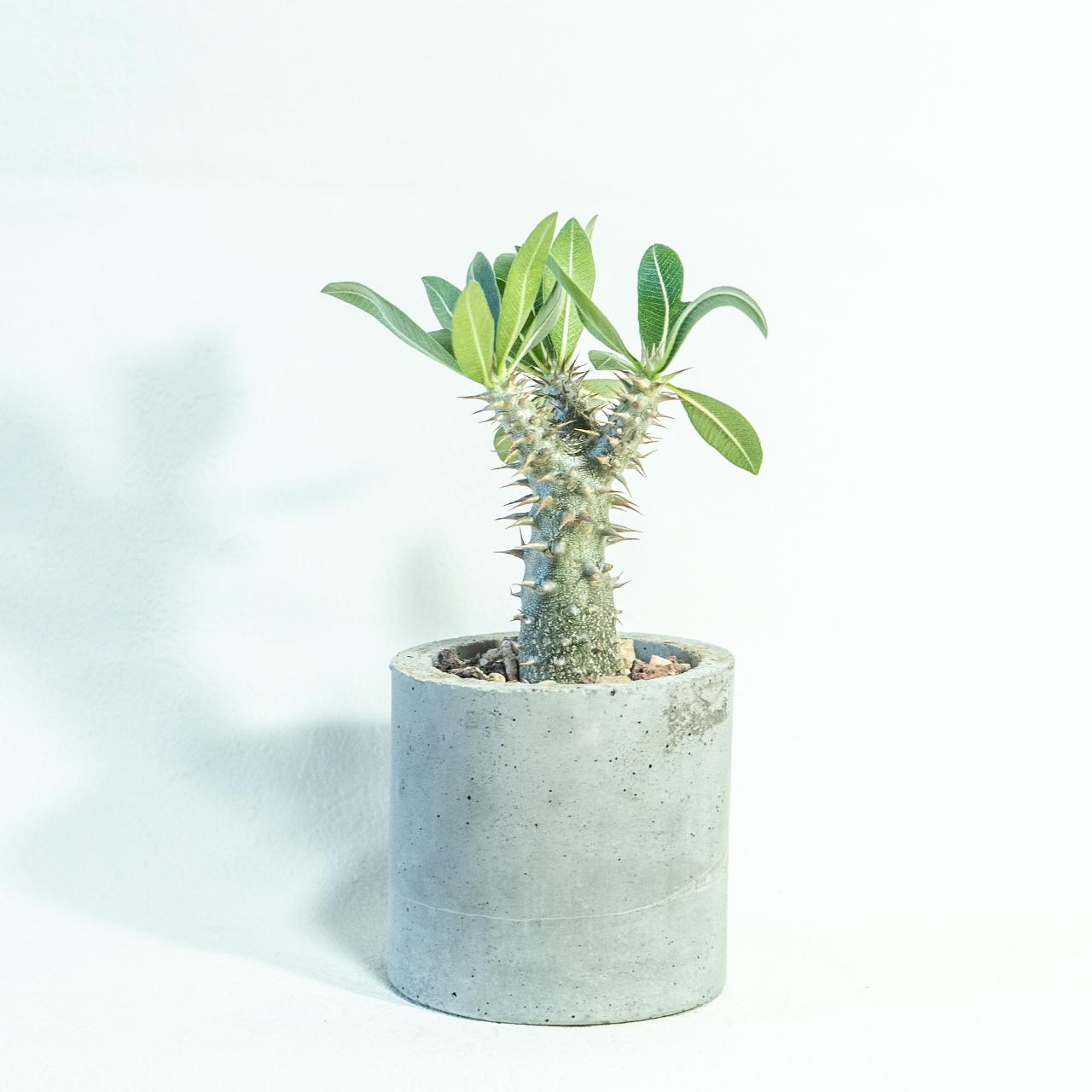 ≪ 多肉植物 ≫初心者にもおすすめ、育てやすいデンシフローラムの鉢植え｜無機質な手作りモルタル鉢｜送料全国一律850円 | 5枚目