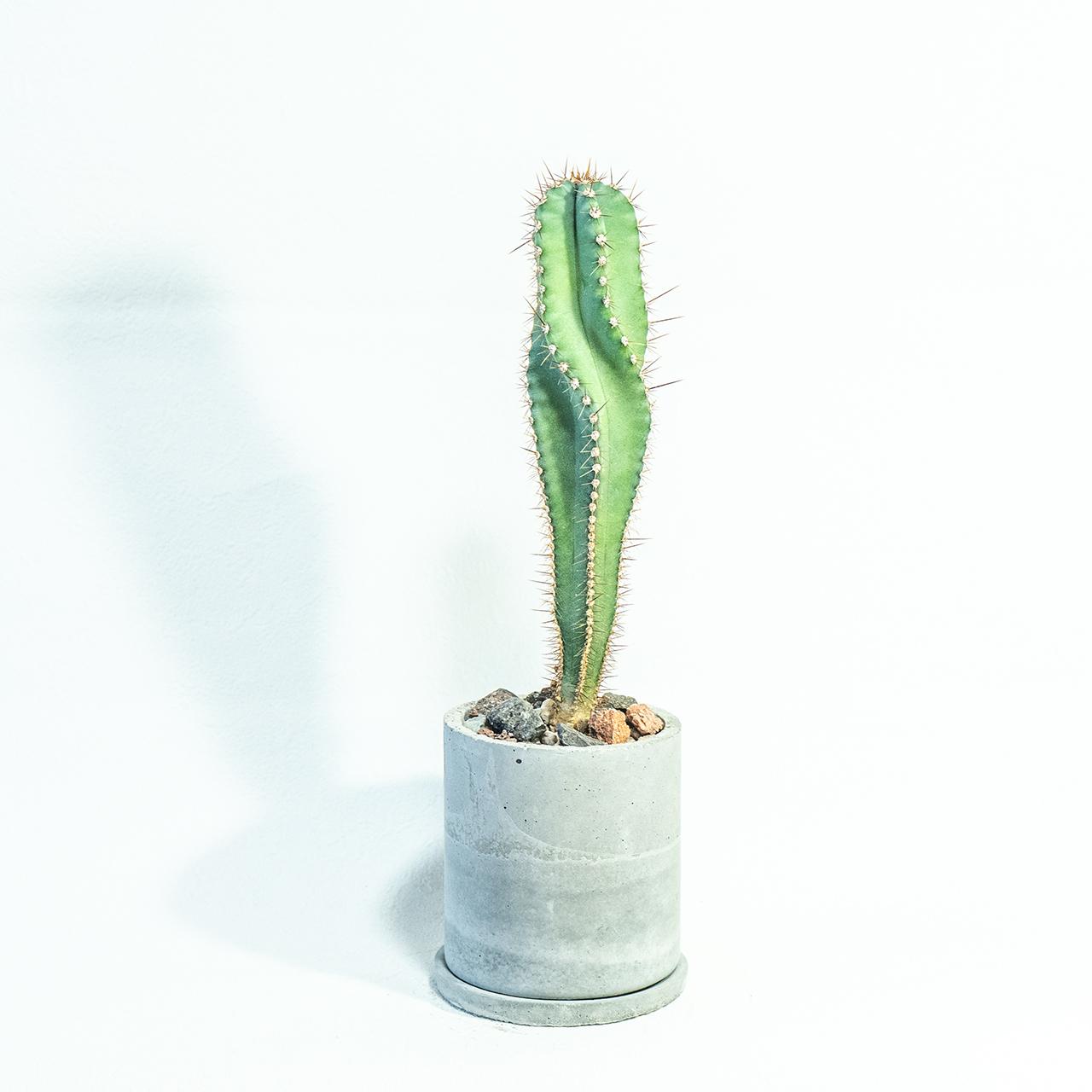 ≪ 多肉植物 ≫螺旋状に育つ神秘的サボテン｜セレウス・スピラリスの鉢植え｜無機質な手作りモルタル鉢｜送料全国一律850円