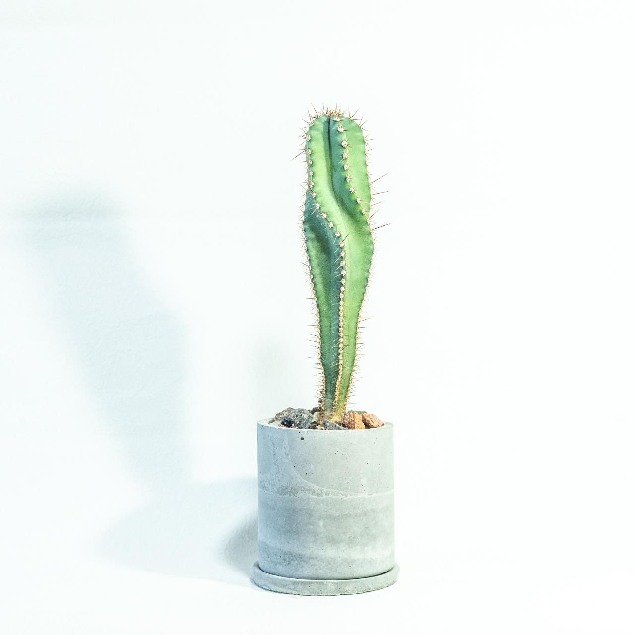 ≪ 多肉植物 ≫螺旋状に育つ神秘的サボテン｜セレウス・スピラリスの鉢植え｜無機質な手作りモルタル鉢｜送料全国一律850円 | 3枚目