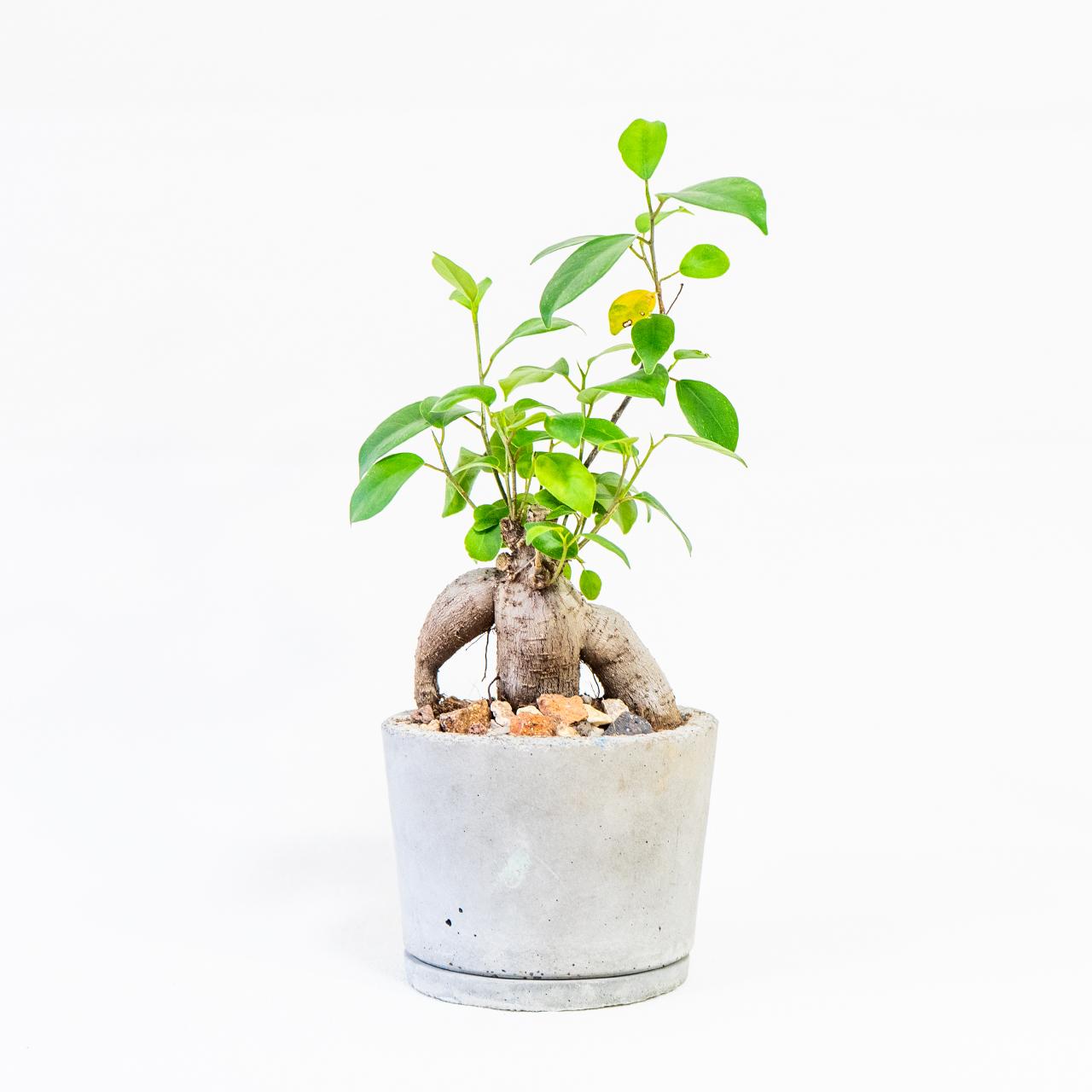 ※リサイクル鉢※≪ 観葉植物 ≫育てやすい！たこ足フォルムのガジュマルの鉢植え｜手づくりモルタル鉢｜送料全国一律850円