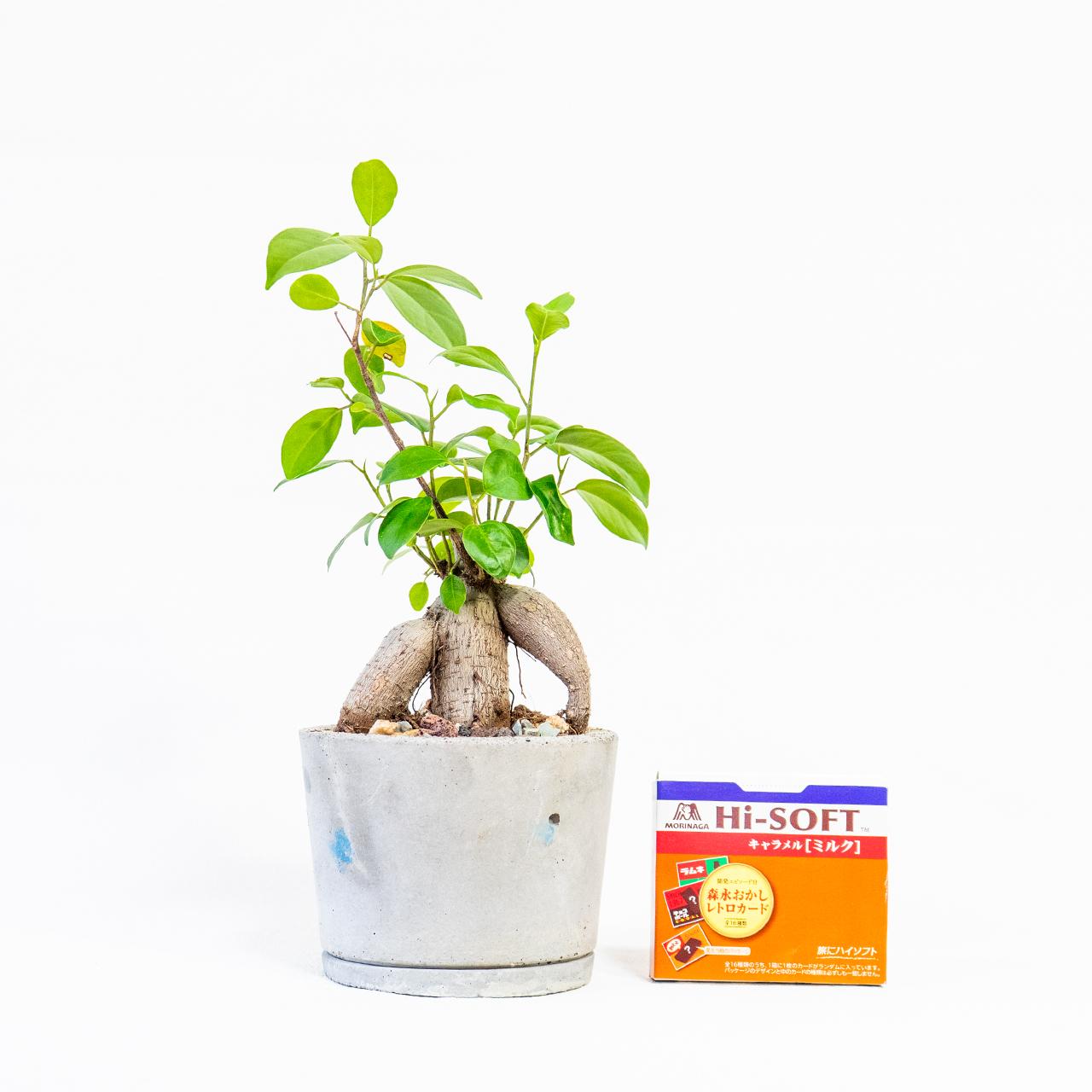※リサイクル鉢※≪ 観葉植物 ≫育てやすい！たこ足フォルムのガジュマルの鉢植え｜手づくりモルタル鉢｜送料全国一律850円 | 2枚目
