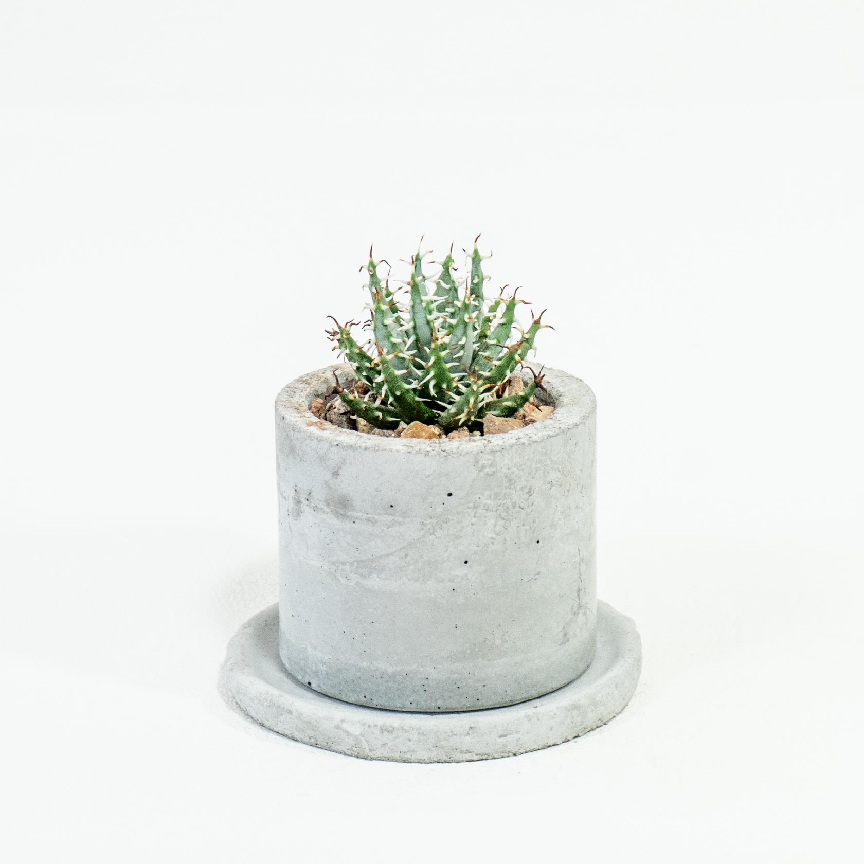 ≪ 多肉植物 ≫荒々しいトゲが美しい個性派アロエ｜メラナカンサの鉢植え｜手作りモルタル鉢｜送料全国一律850円