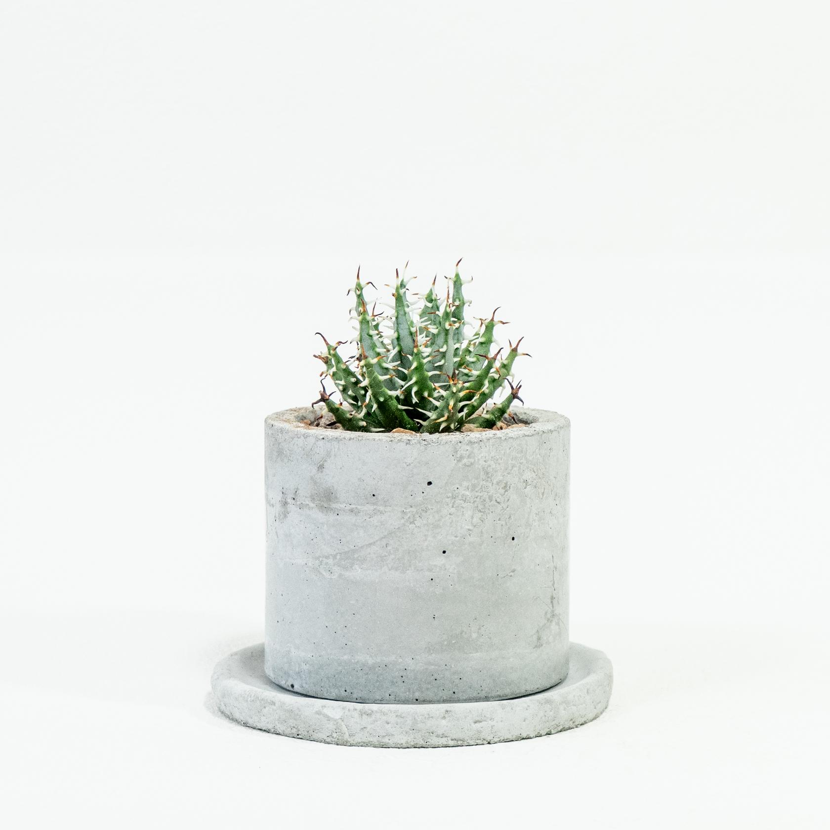 ≪ 多肉植物 ≫荒々しいトゲが美しい個性派アロエ｜メラナカンサの鉢植え｜手作りモルタル鉢｜送料全国一律850円 | 3枚目