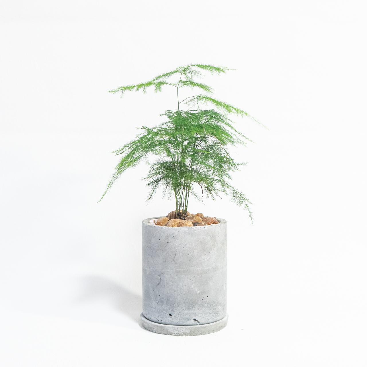 ≪ 観葉 ≫風にそよぐ繊細な葉姿が魅力的なブルモーサス・ナナスの鉢植え｜手づくりモルタル鉢｜送料全国一律850円1枚目の画像